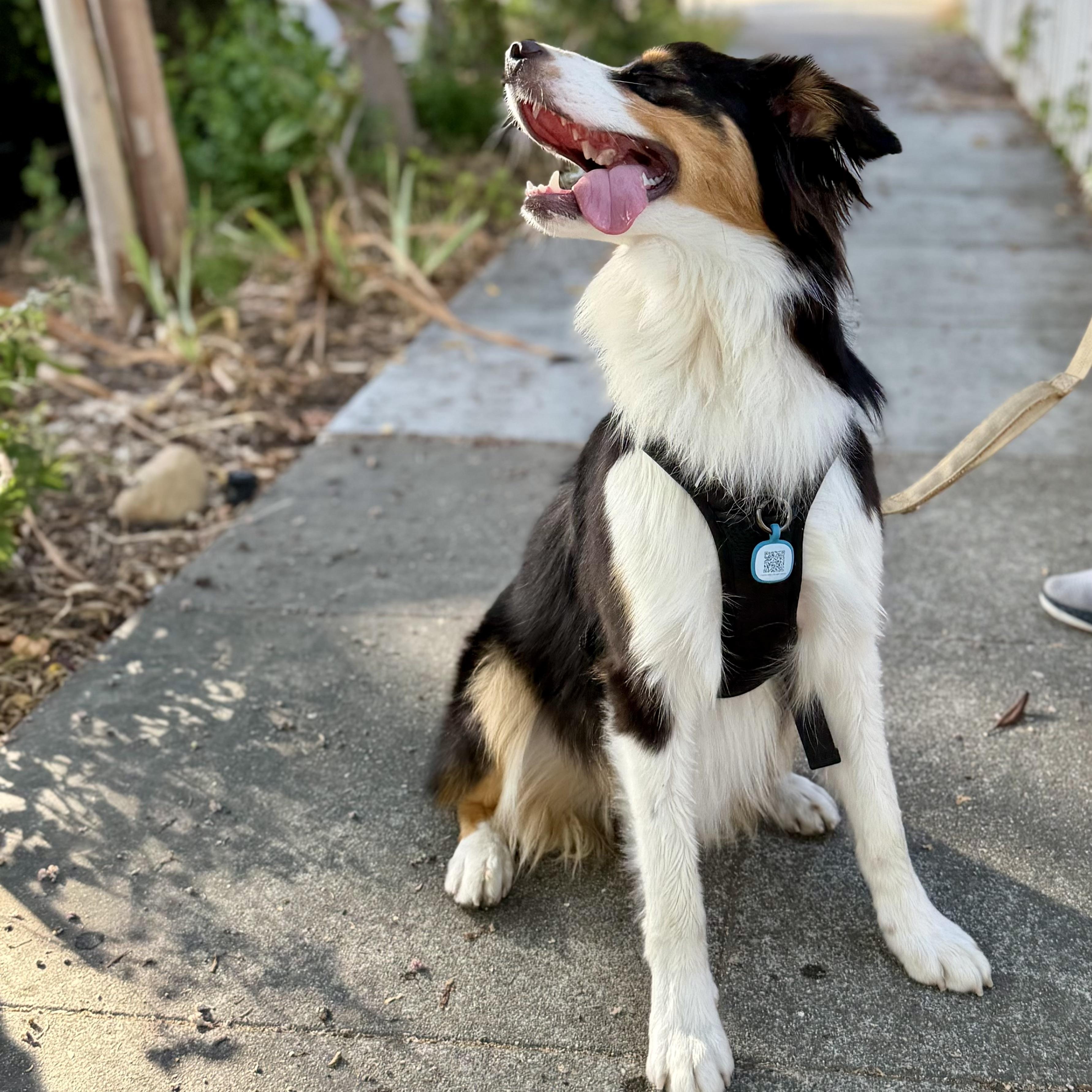 Enlarge Max, an adopted Australian Shepherd in Burlingame, CA image 5/5