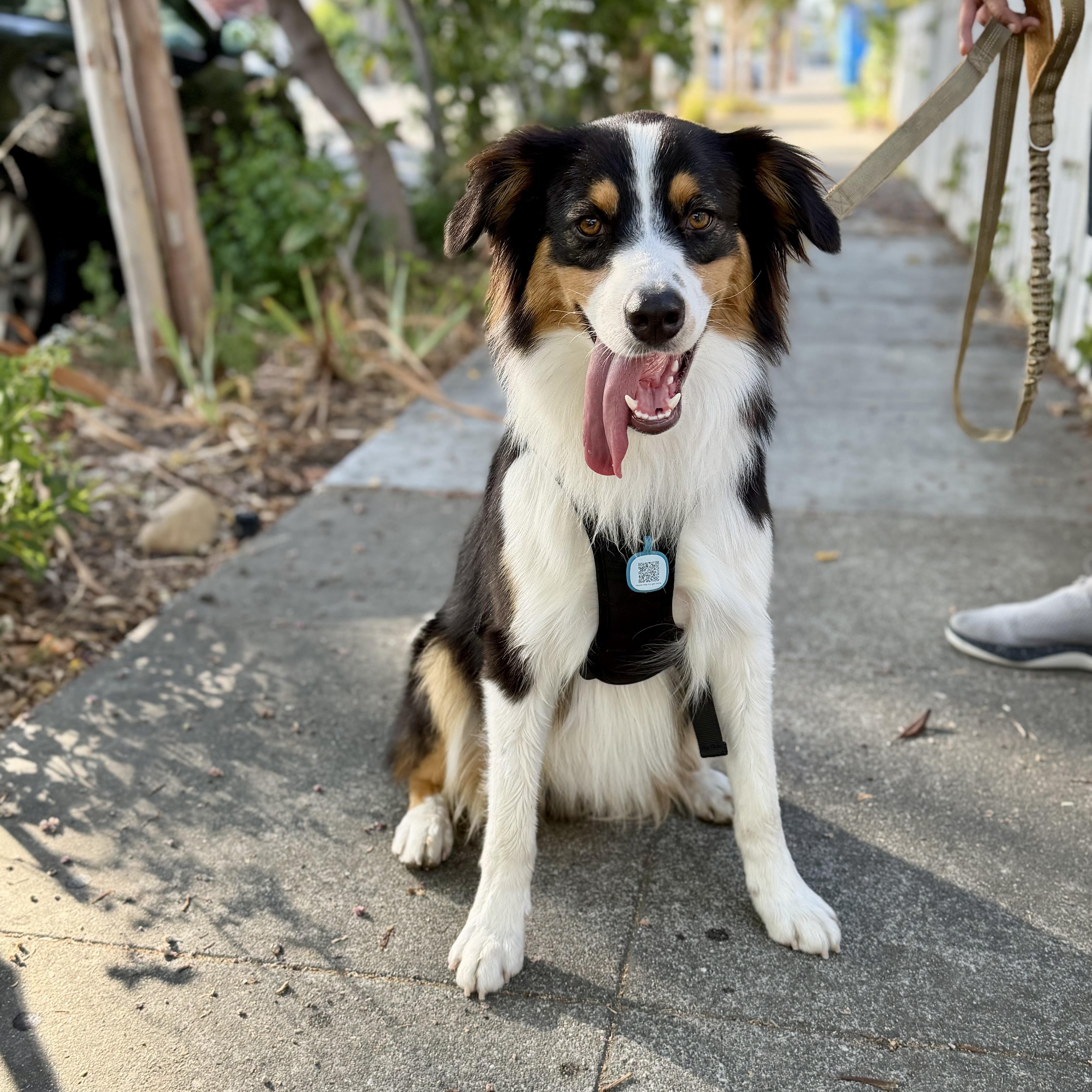 Enlarge Max, an adopted Australian Shepherd in Burlingame, CA image 4/5