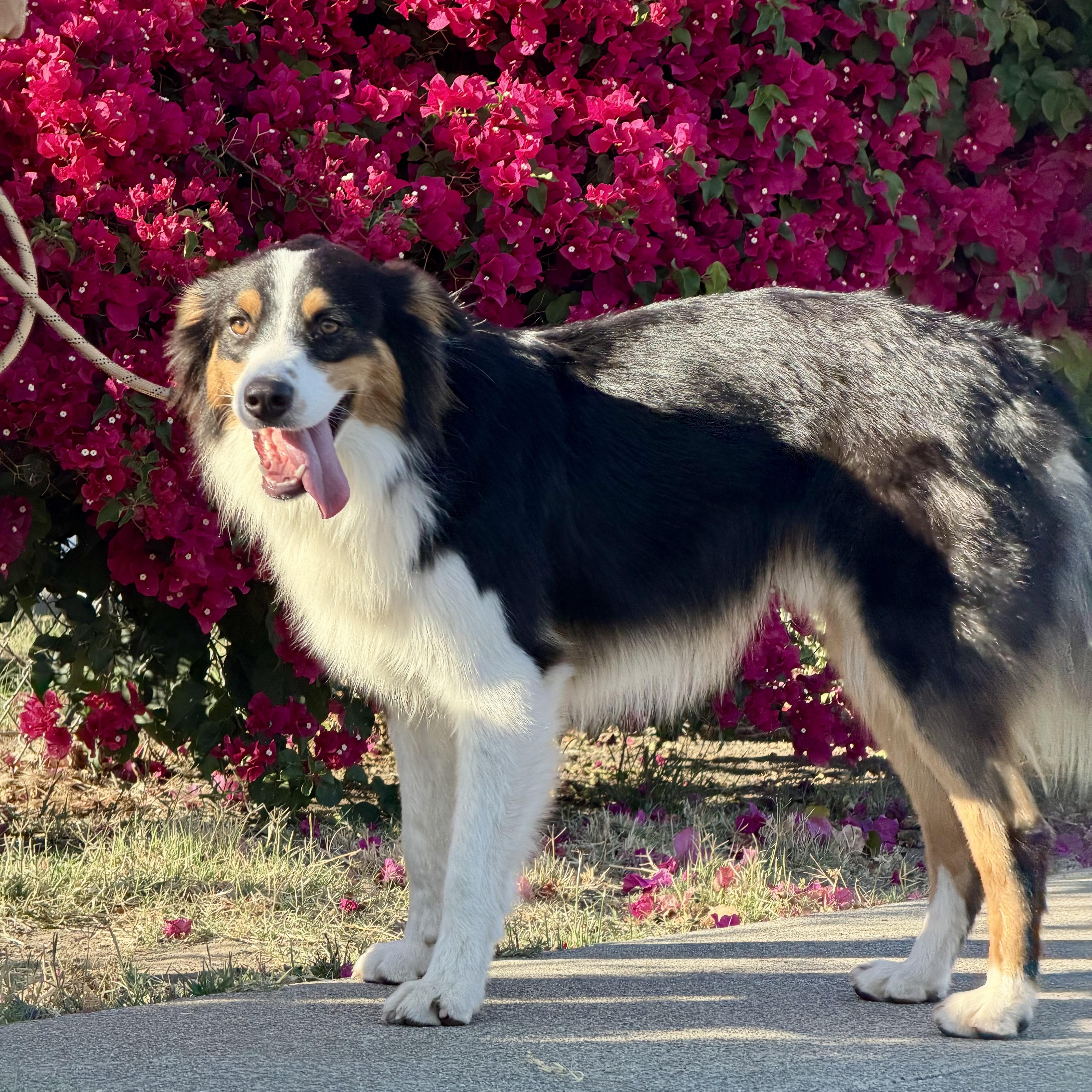 Enlarge Max, an adopted Australian Shepherd in Burlingame, CA image 3/5