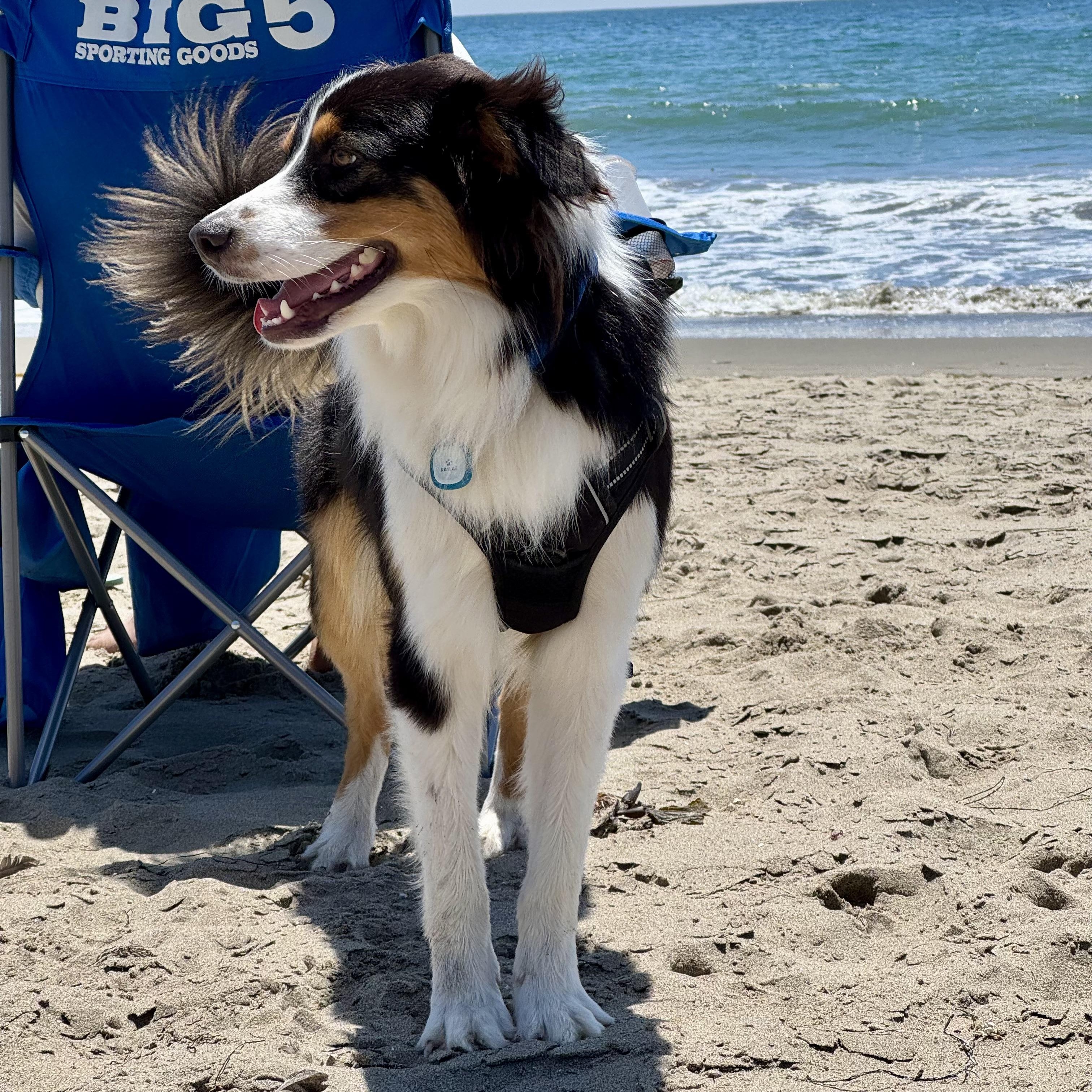 Enlarge Max, an adopted Australian Shepherd in Burlingame, CA image 2/5