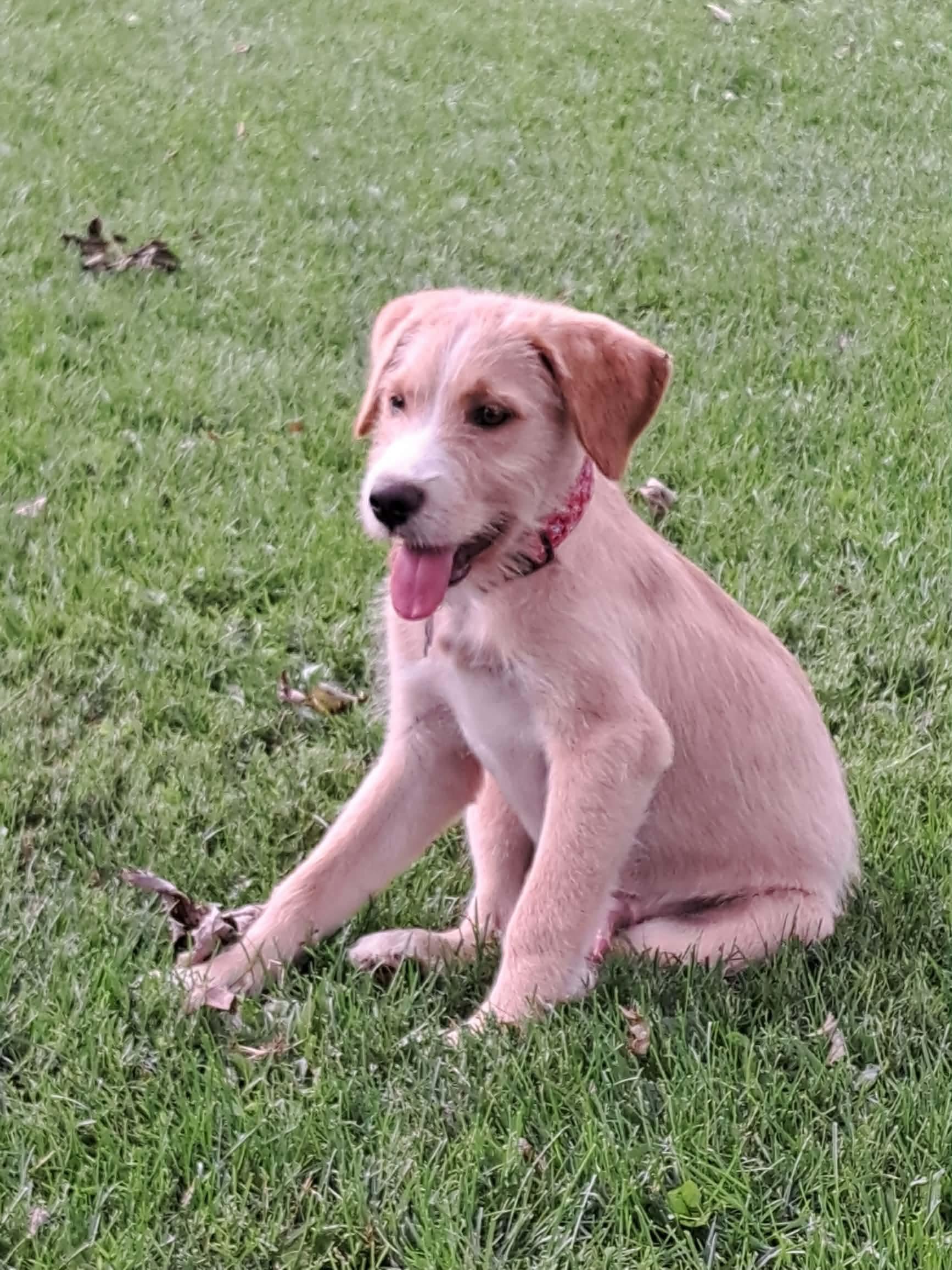 Rollo, a ADOPTABLE mixed breed in Byron, IL image 3/5