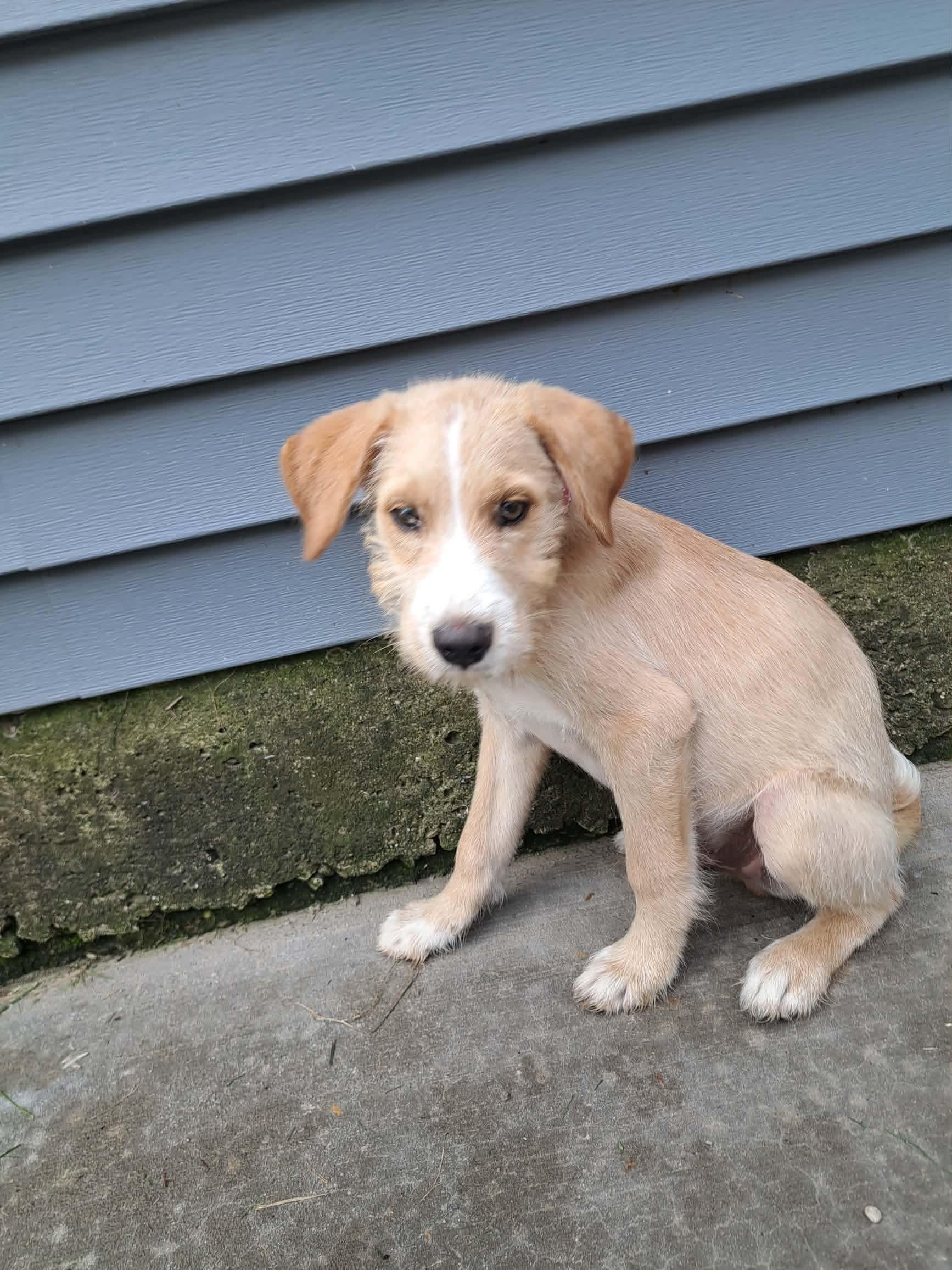 Rollo, a ADOPTABLE mixed breed in Byron, IL image 1/5