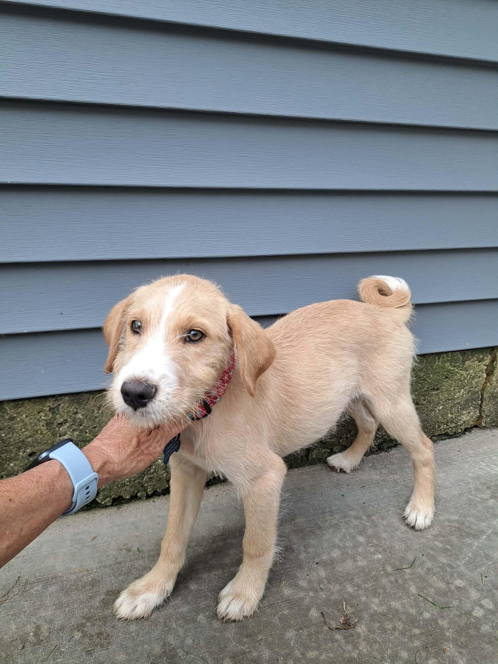 Rollo, a ADOPTABLE mixed breed in Byron, IL image 2/5