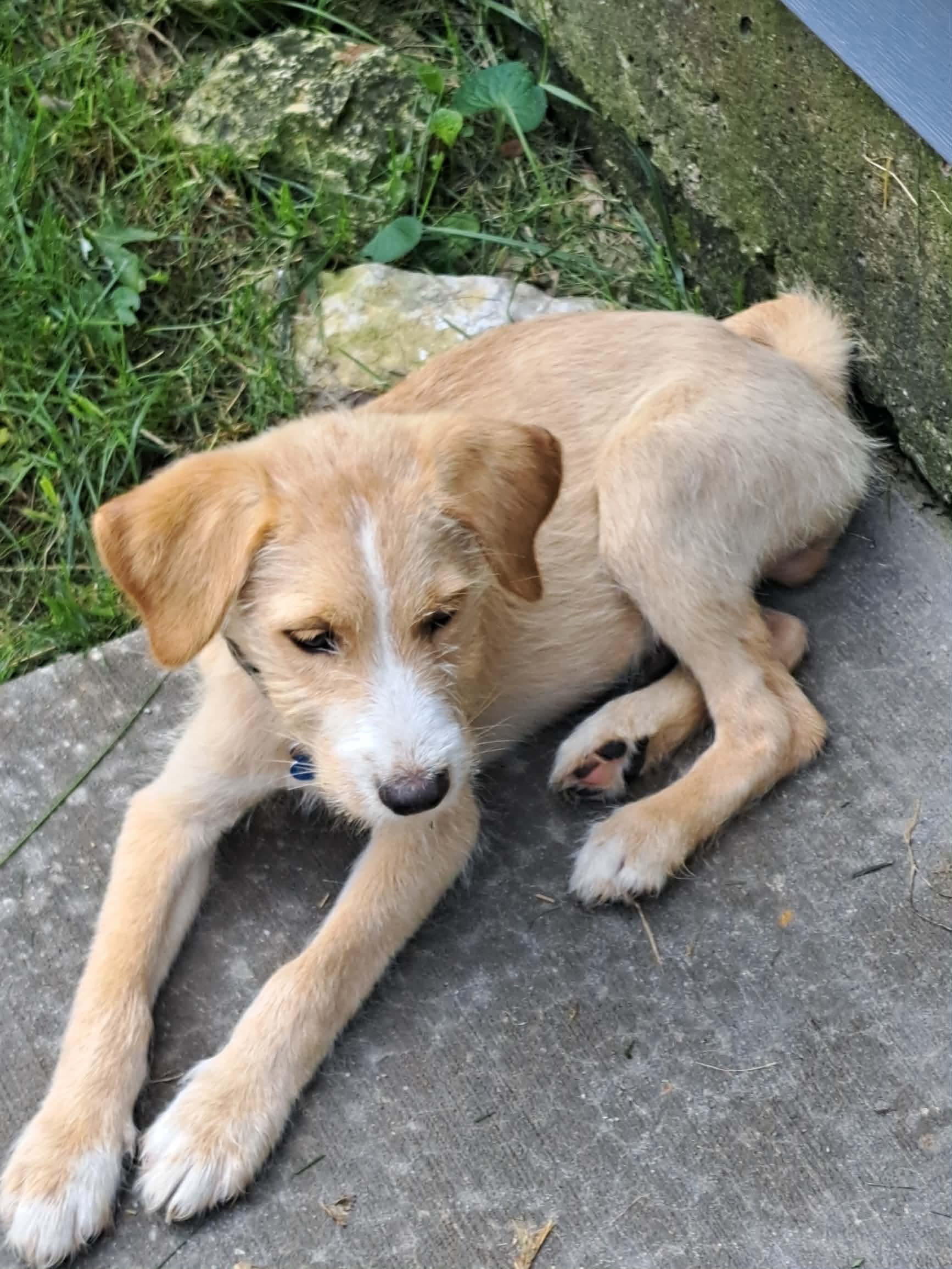 Rollo, a ADOPTABLE mixed breed in Byron, IL image 4/5
