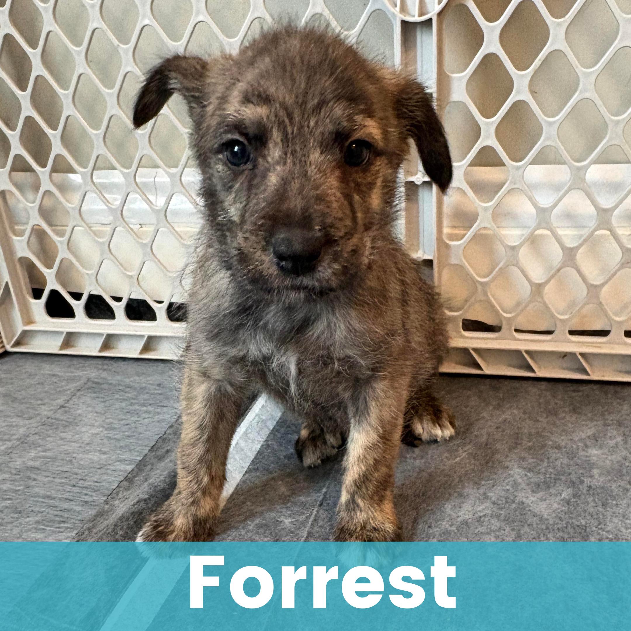 Enlarge Forrest, a ADOPTABLE Mixed Breed in Rochester , NY image 1/4