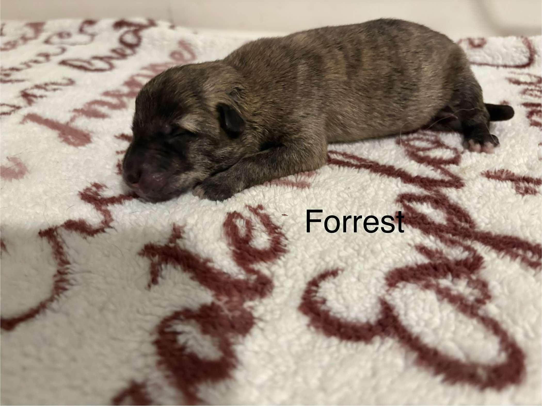 Enlarge Forrest, a ADOPTABLE Mixed Breed in Rochester , NY image 3/4