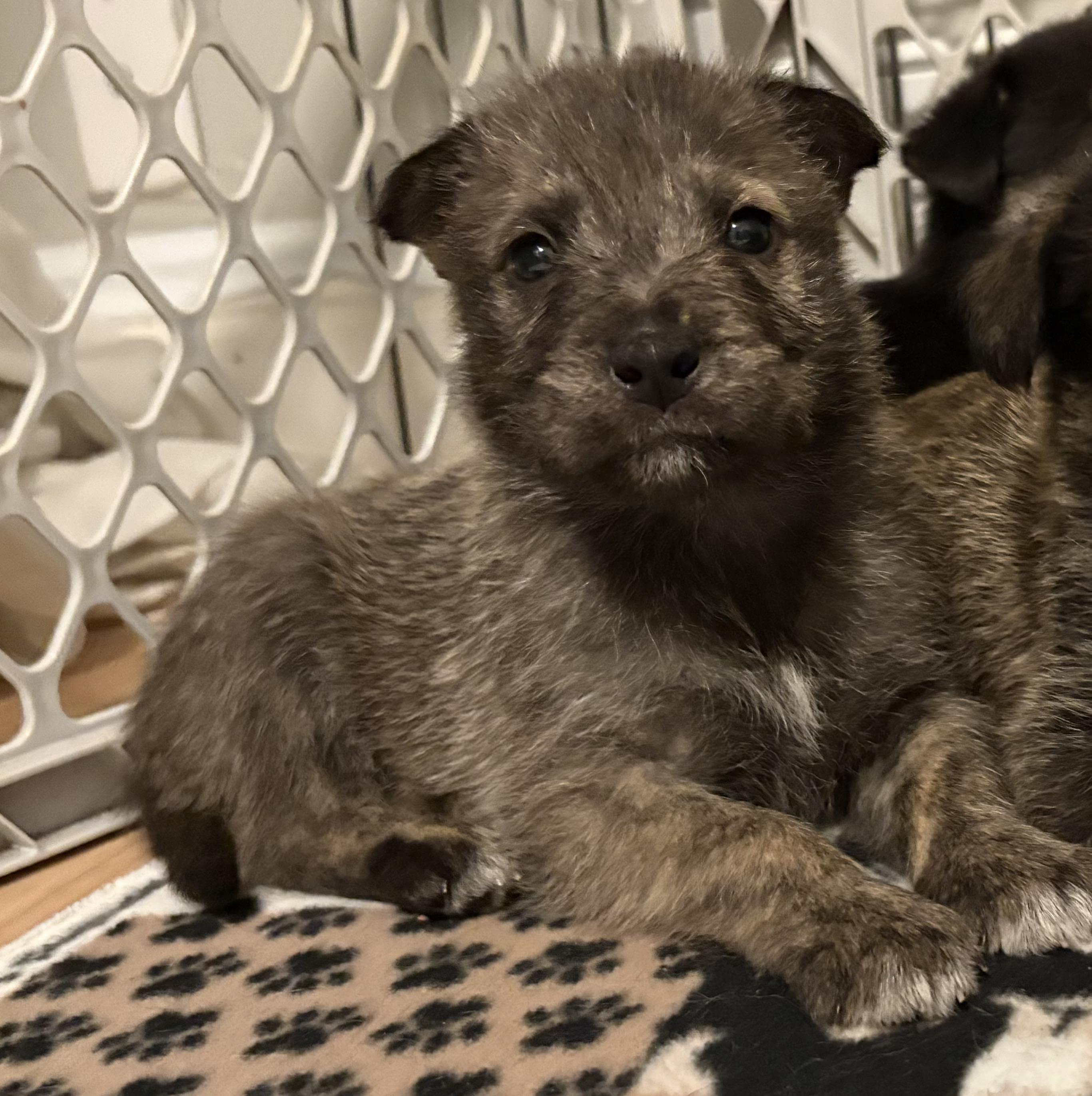 Enlarge Forrest, a ADOPTABLE Mixed Breed in Rochester , NY image 2/4