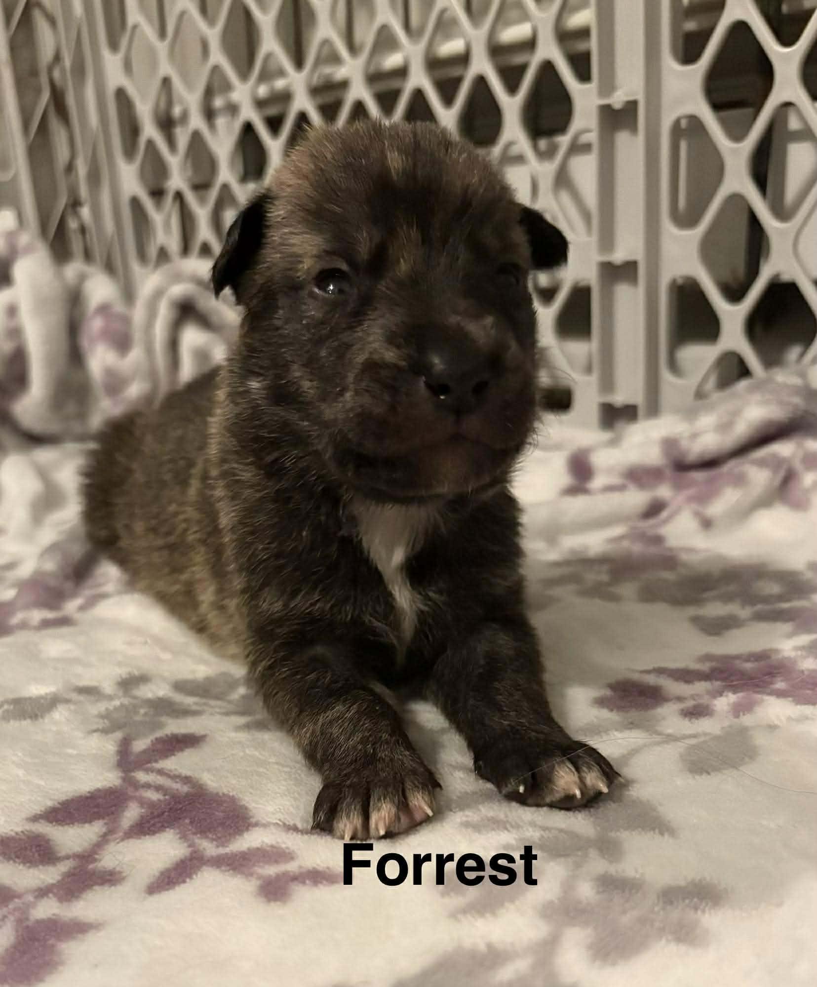 Enlarge Forrest, a ADOPTABLE Mixed Breed in Rochester , NY image 4/4