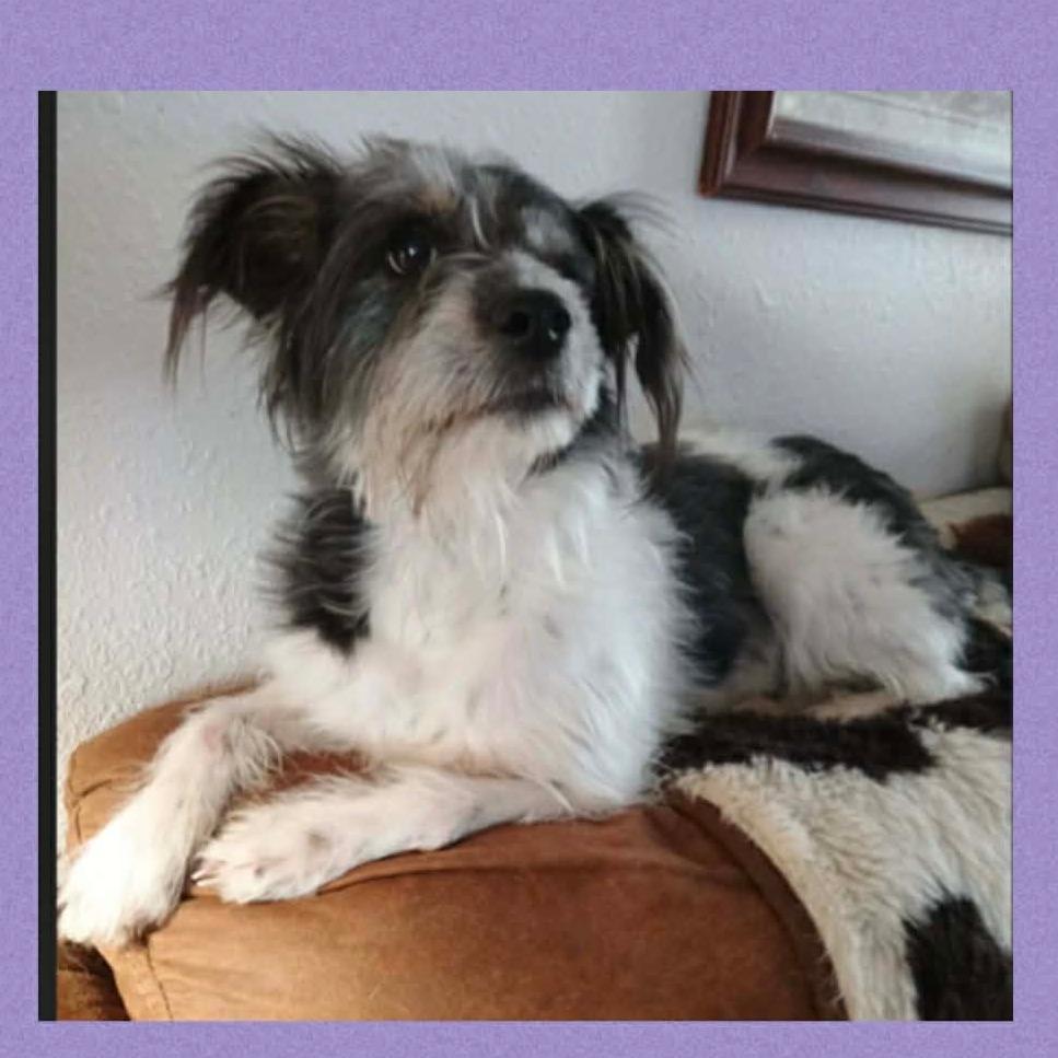 Enlarge Molly, a Adoptable mixed breed in Loves Park, IL image 1/1