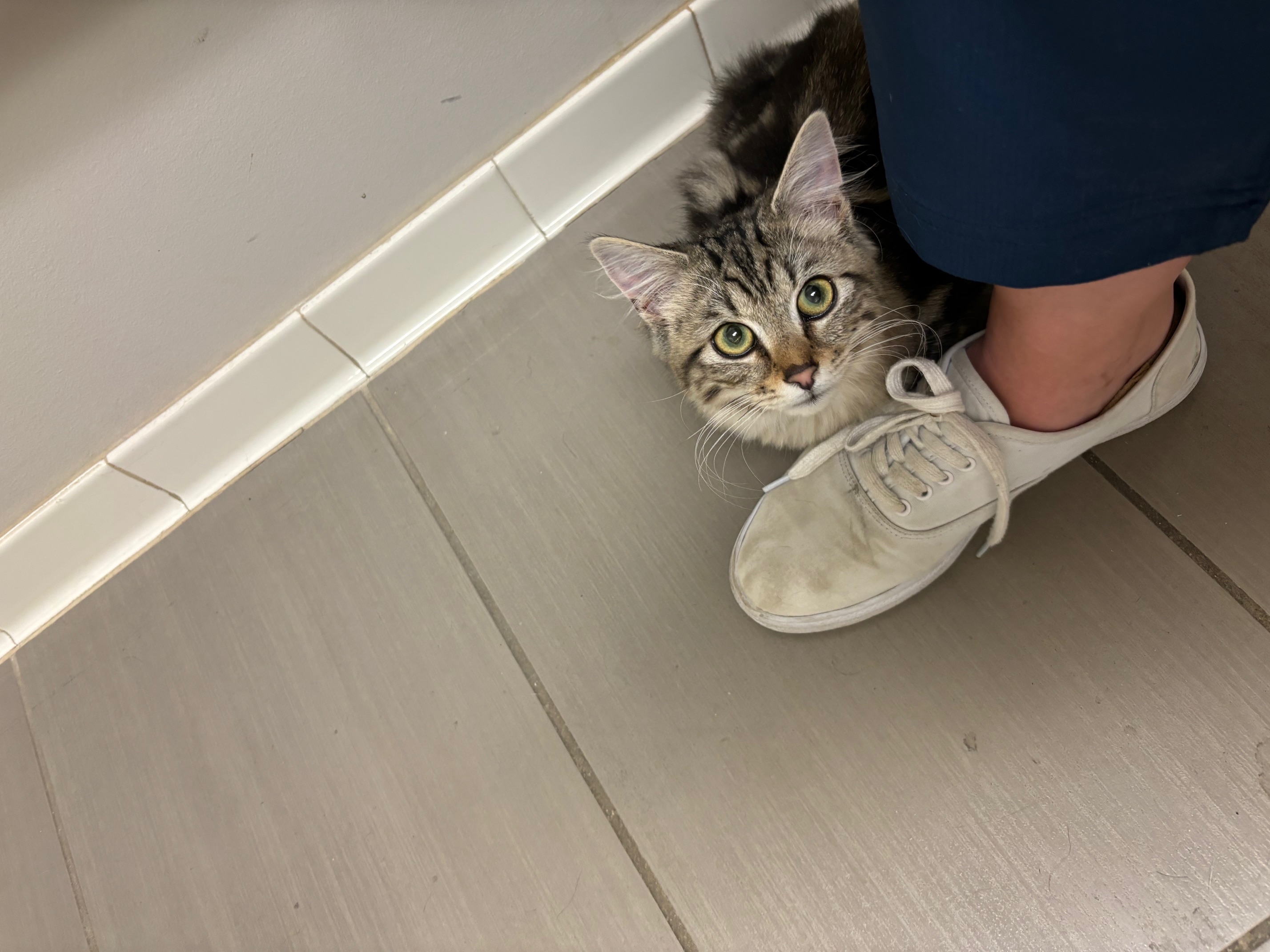 Diesel, Adopted, Young Male Domestic Short Hair.