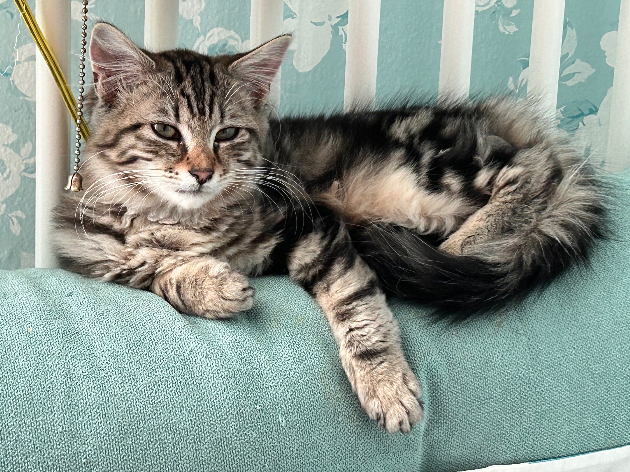 Diesel, a Adopted Domestic Short Hair in Richmond, VA image 2/2