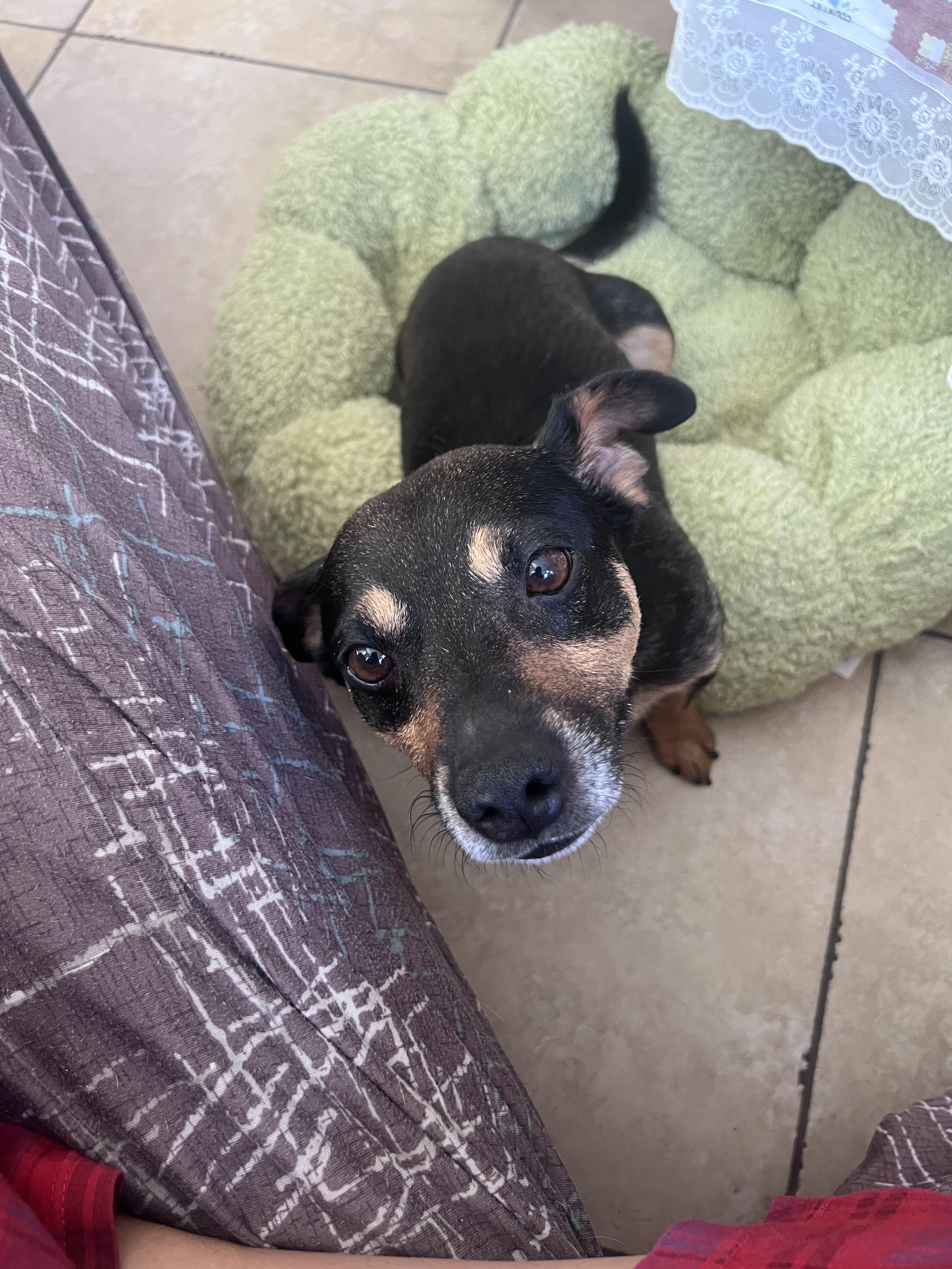 Enlarge Milo, a Adopted mixed breed in Murrieta, CA image 1/5