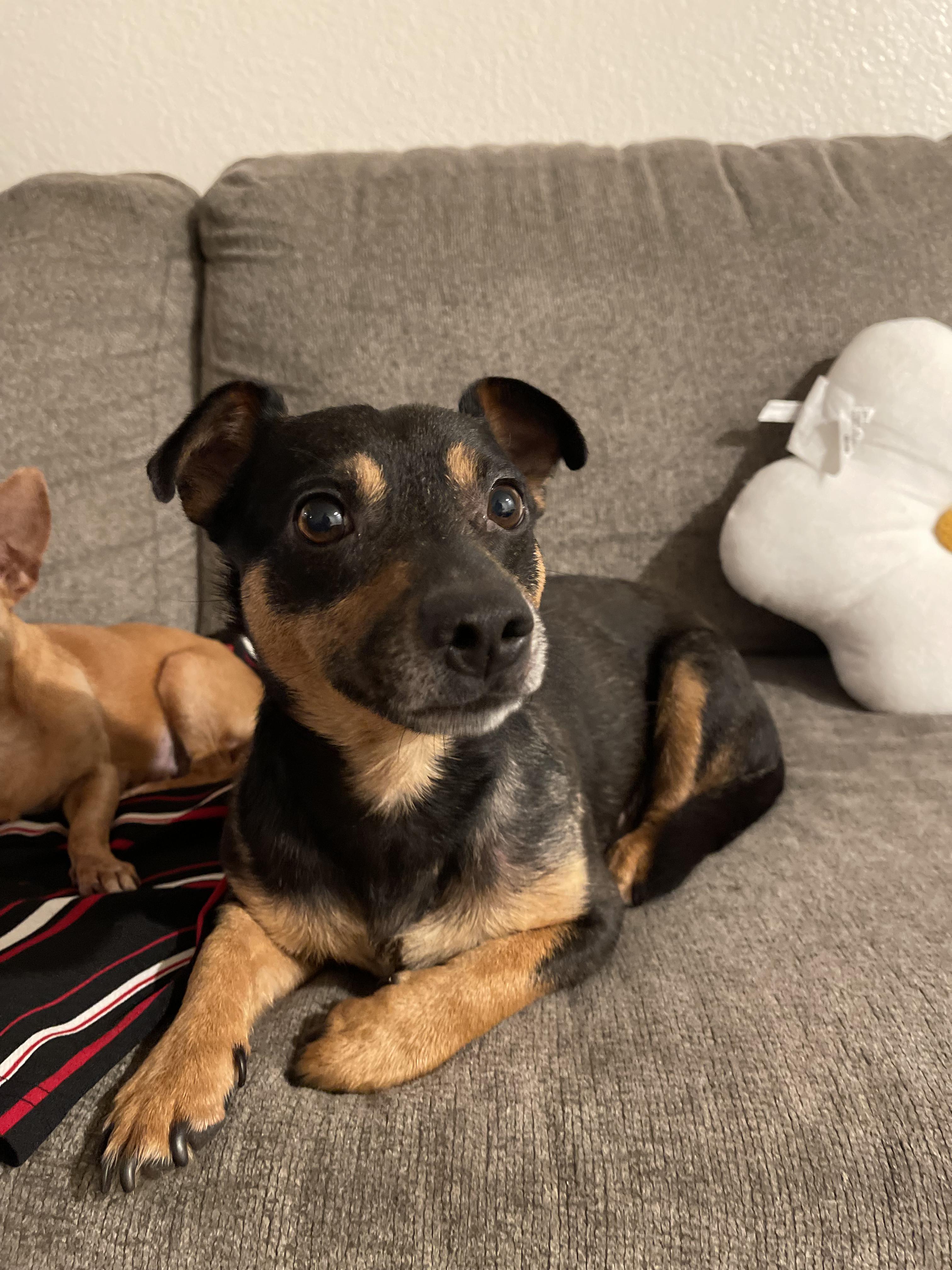 Enlarge Milo, a Adopted mixed breed in Murrieta, CA image 2/5