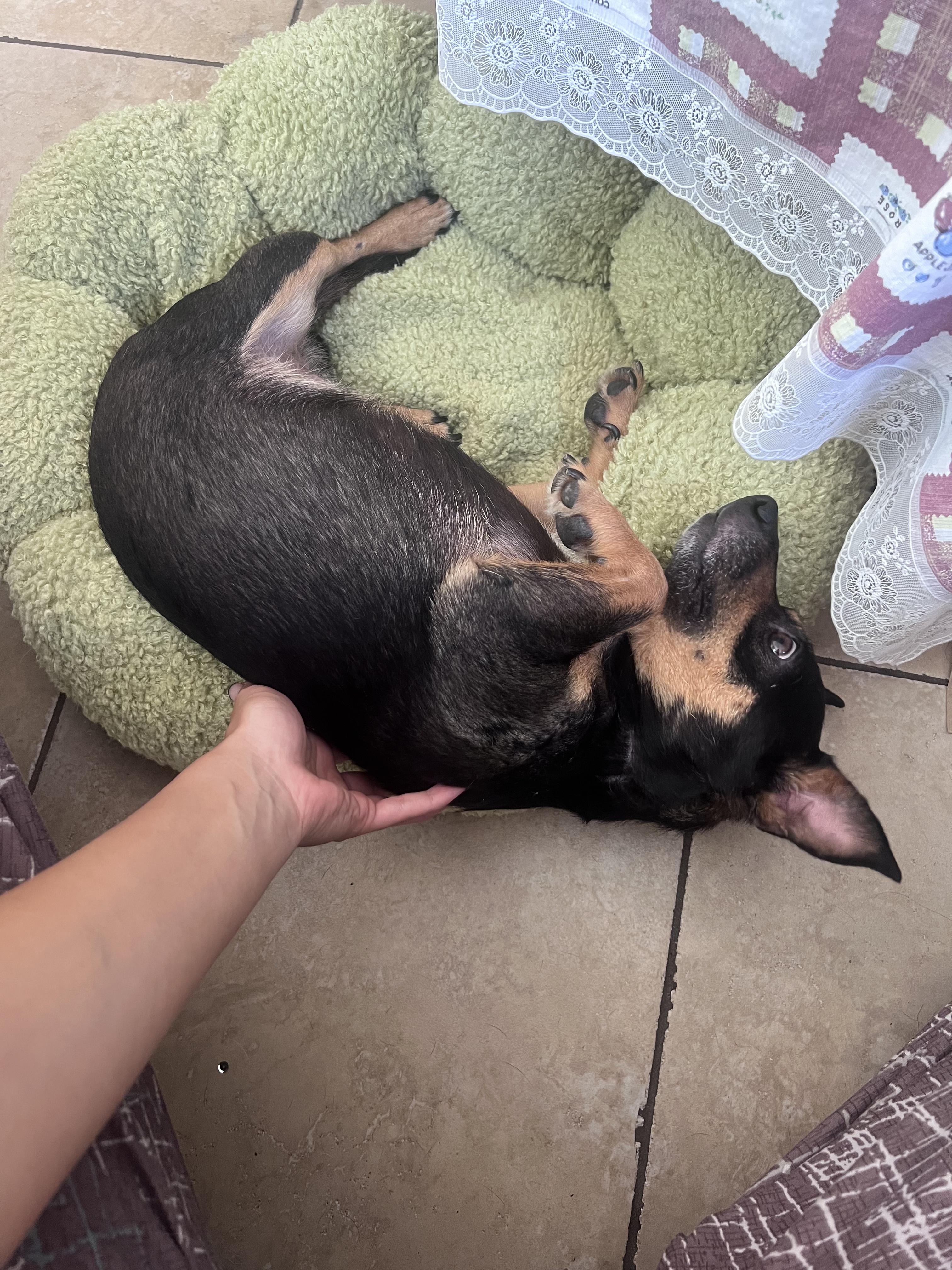 Enlarge Milo, a Adopted mixed breed in Murrieta, CA image 3/5