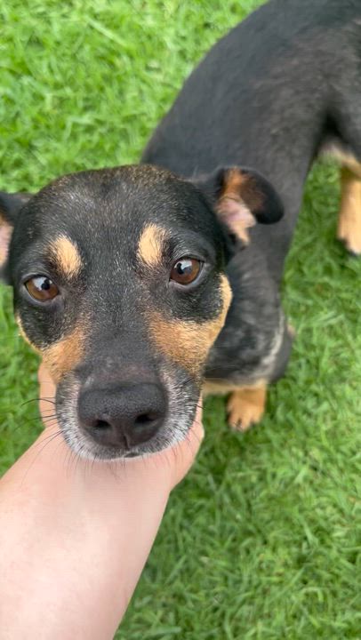 Enlarge Milo, a Adopted mixed breed in Murrieta, CA video 4/5