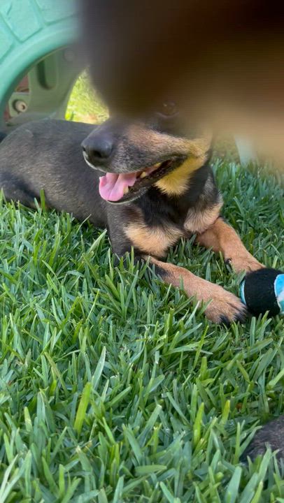 Enlarge Milo, a Adopted mixed breed in Murrieta, CA video 5/5