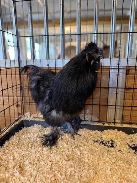 ONION, Adoptable, Young Male Chicken.