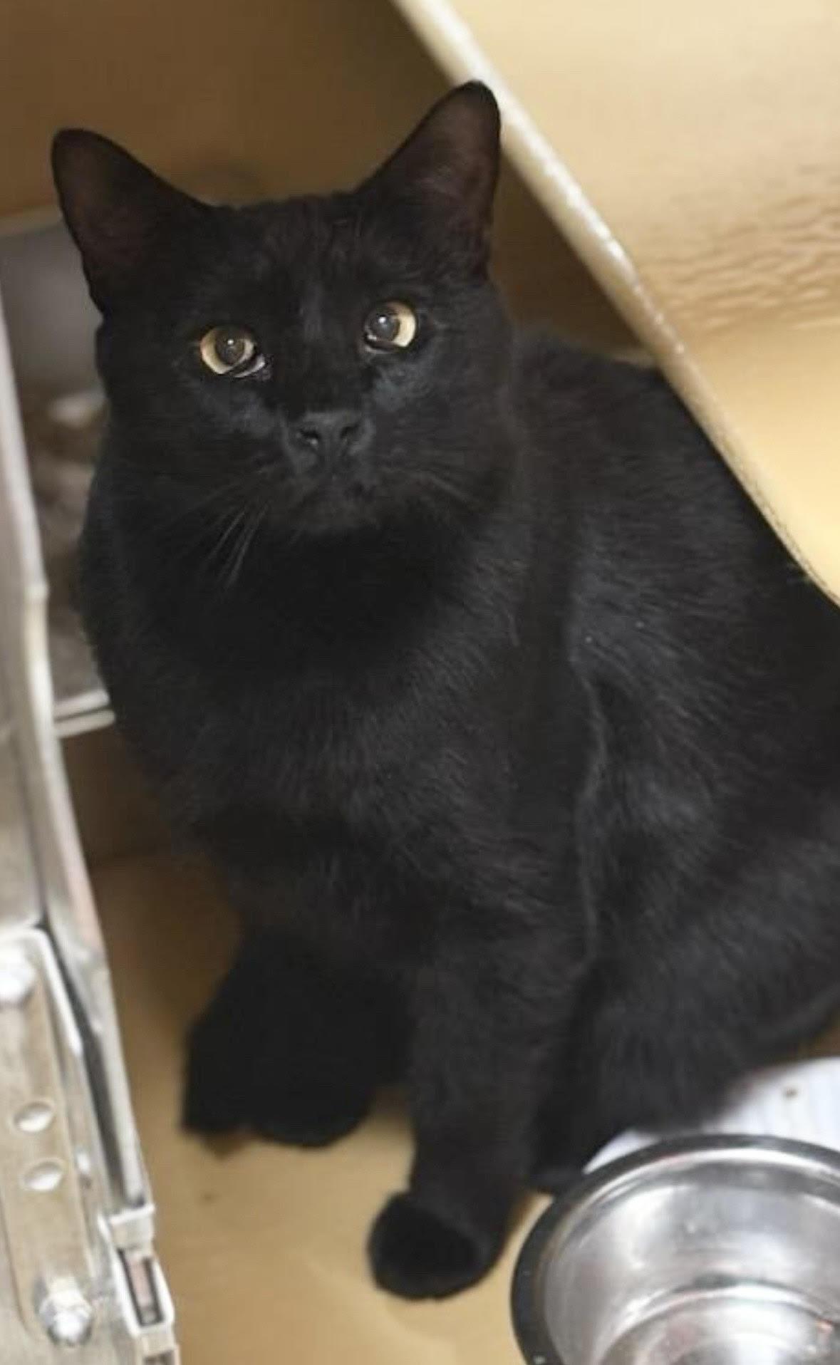 Big Man, Adult Male Domestic Short Hair