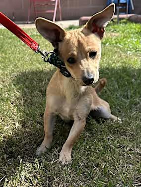 Otis, Adoptable, Puppy Male Chihuahua.