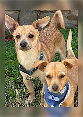 Enlarge Otis, a Adoptable mixed breed in Santa Ana, CA image 2/4