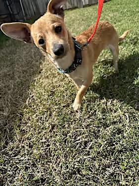 Enlarge Otis, a Adoptable mixed breed in Santa Ana, CA image 3/4