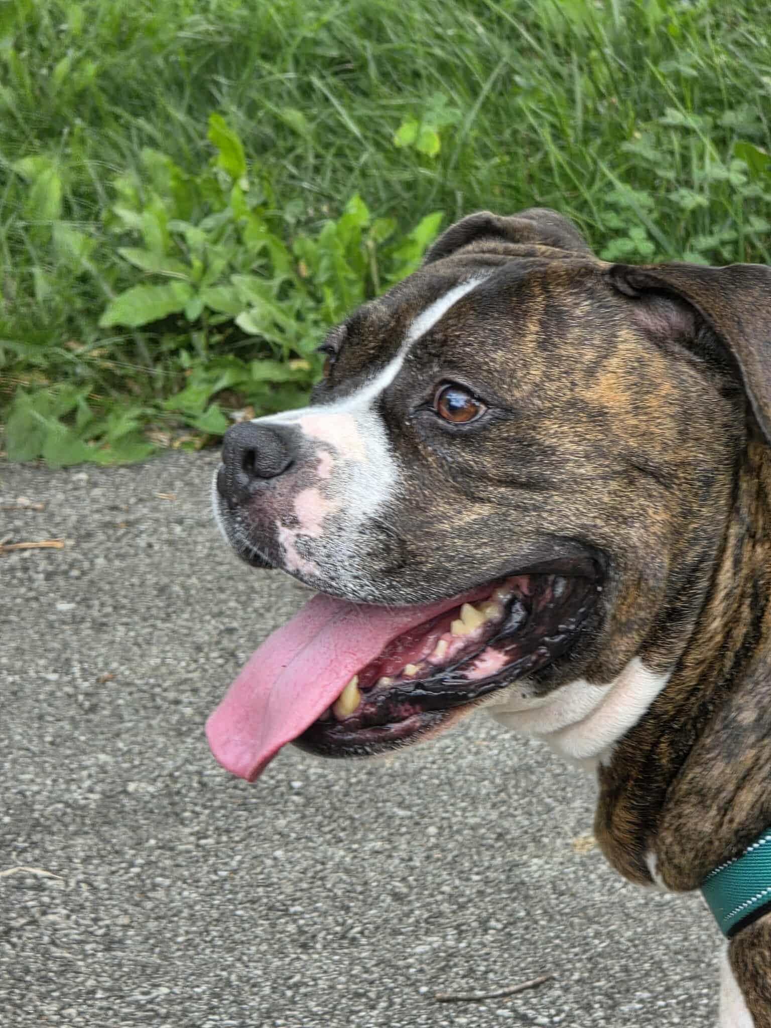 Enlarge Daphne, a Adoptable mixed breed in Harrodsburg, KY image 2/5