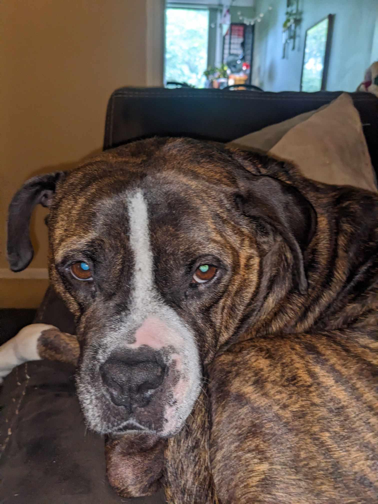 Enlarge Daphne, a Adoptable mixed breed in Harrodsburg, KY image 4/5