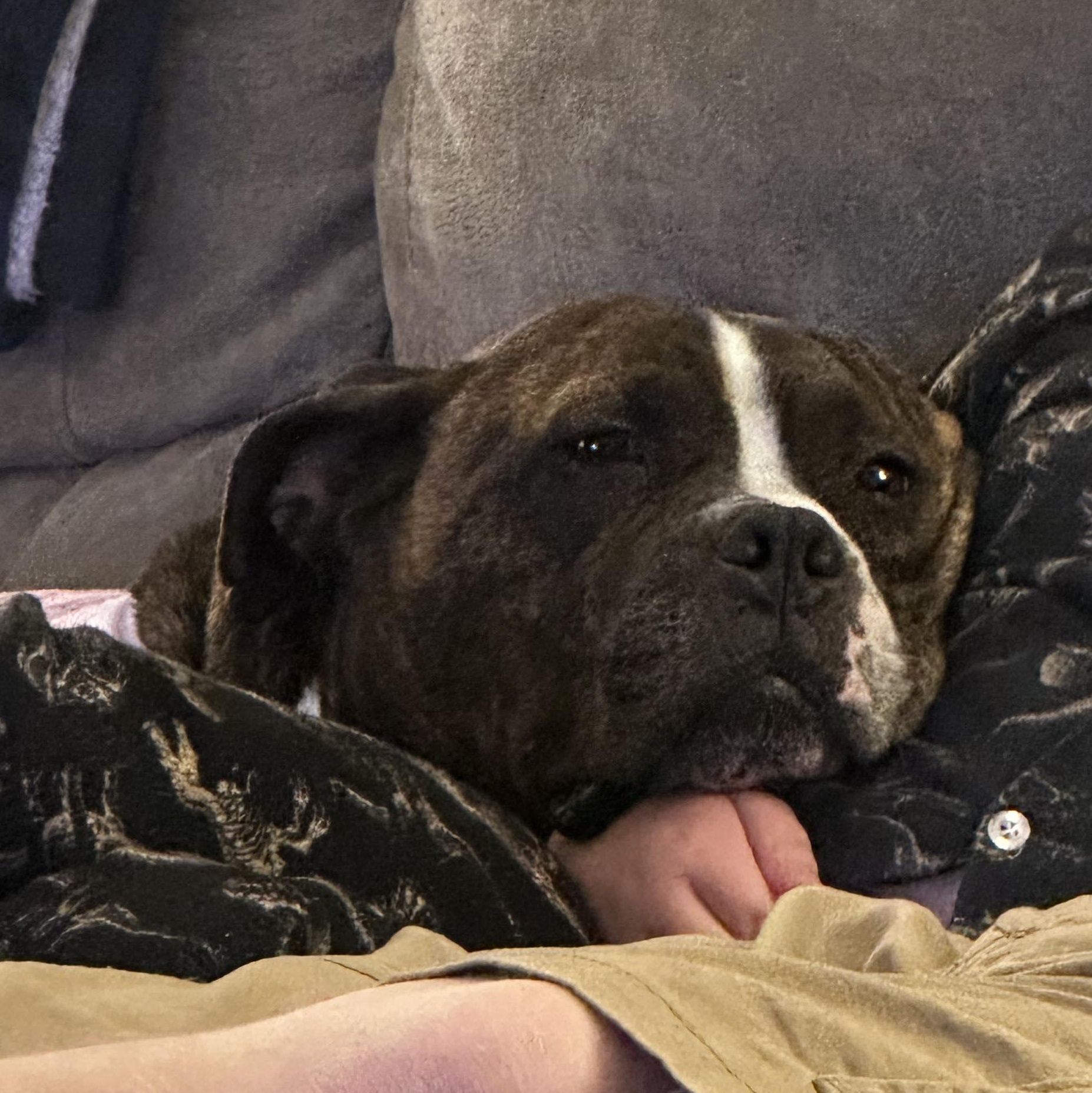 Enlarge Daphne, a Adoptable mixed breed in Harrodsburg, KY image 5/5