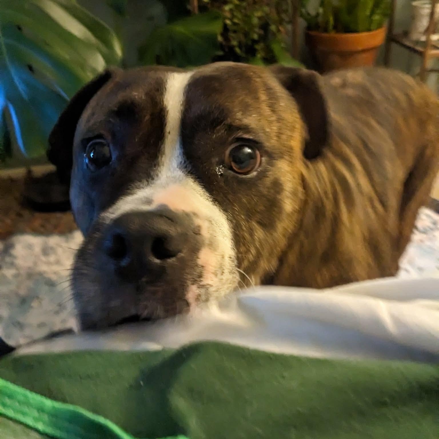 Daphne, Adoptable, Senior Female Boxer.