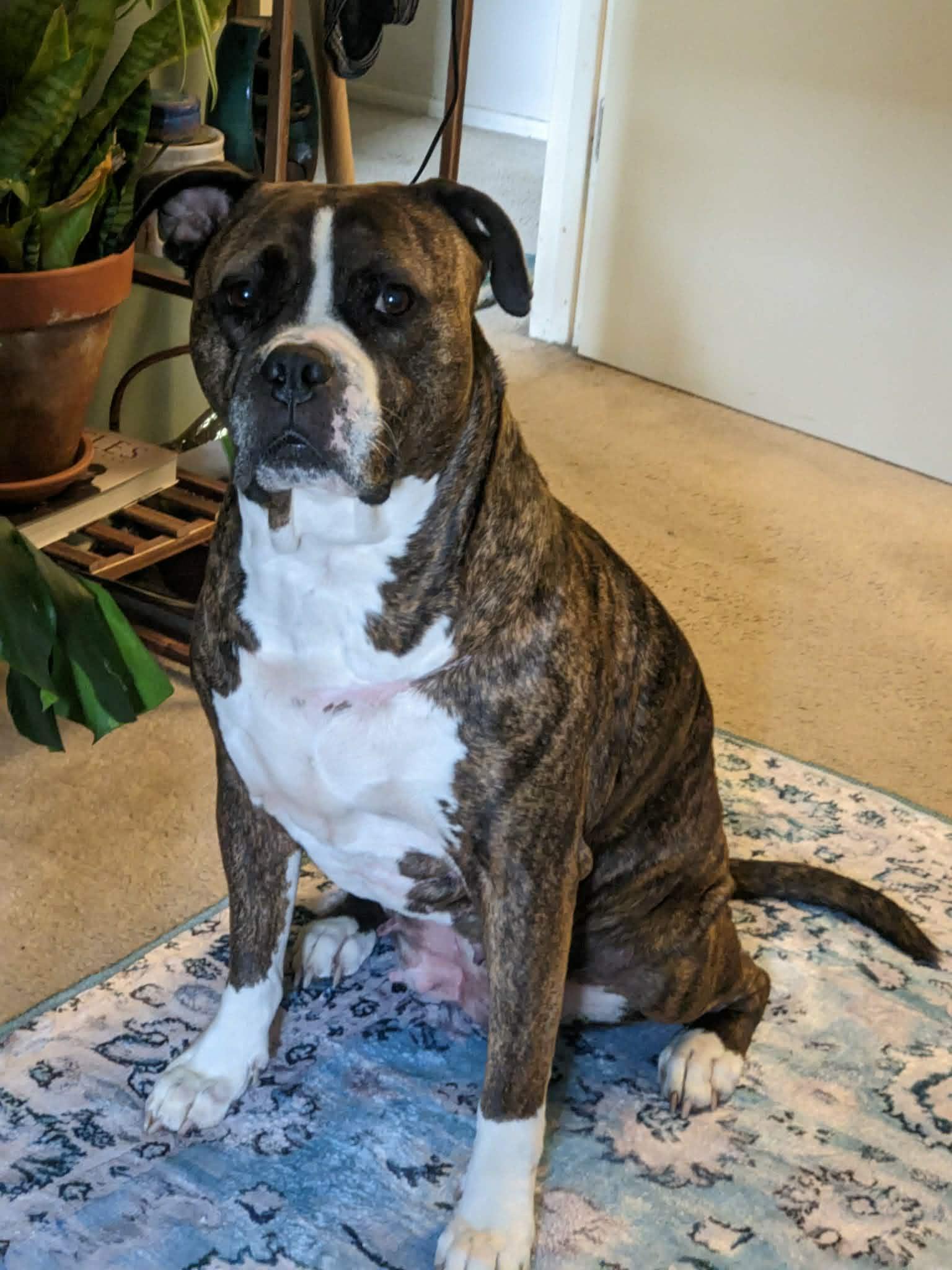 Enlarge Daphne, a Adoptable mixed breed in Harrodsburg, KY image 2/6