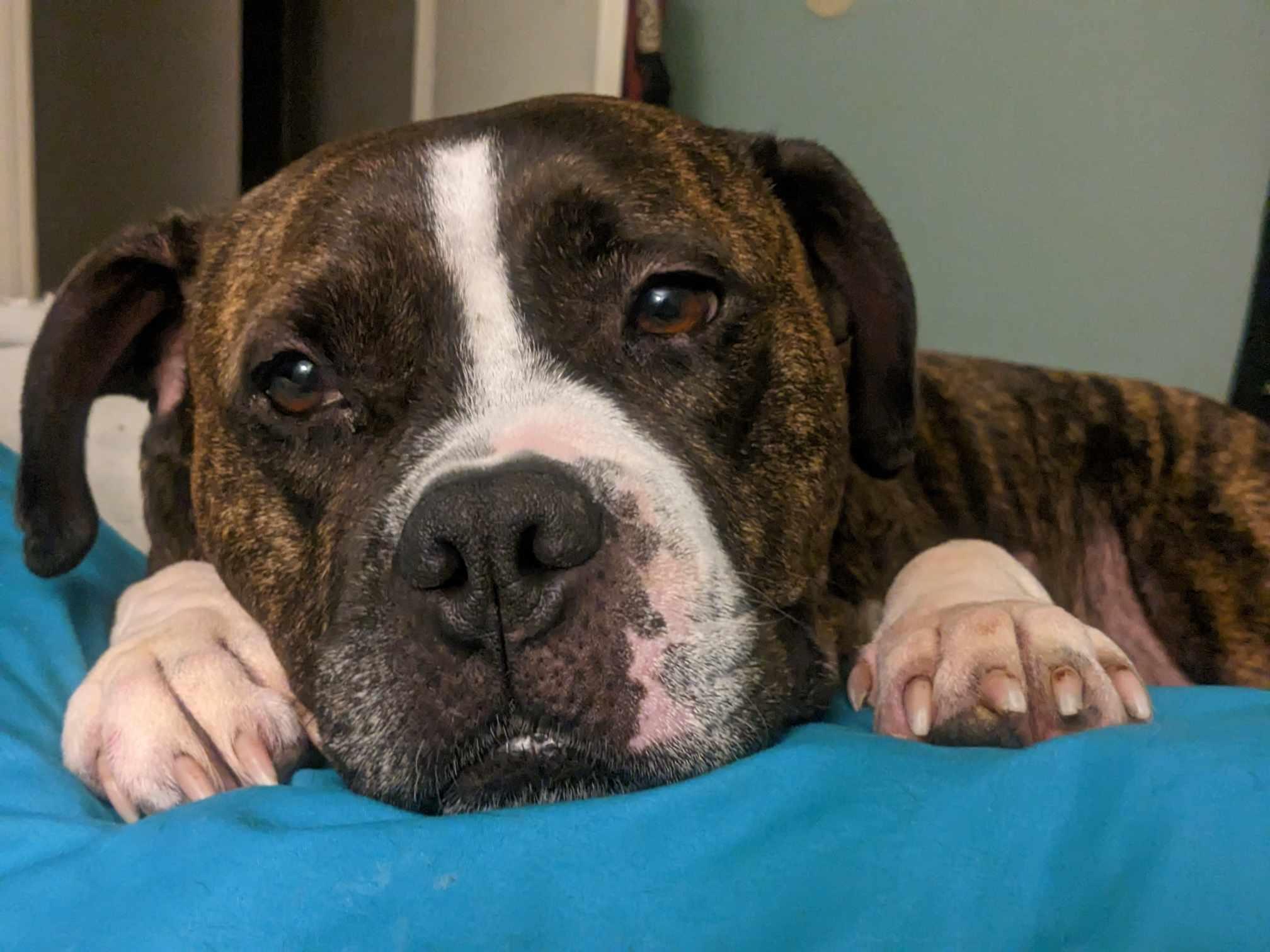 Enlarge Daphne, a Adoptable mixed breed in Harrodsburg, KY image 3/5