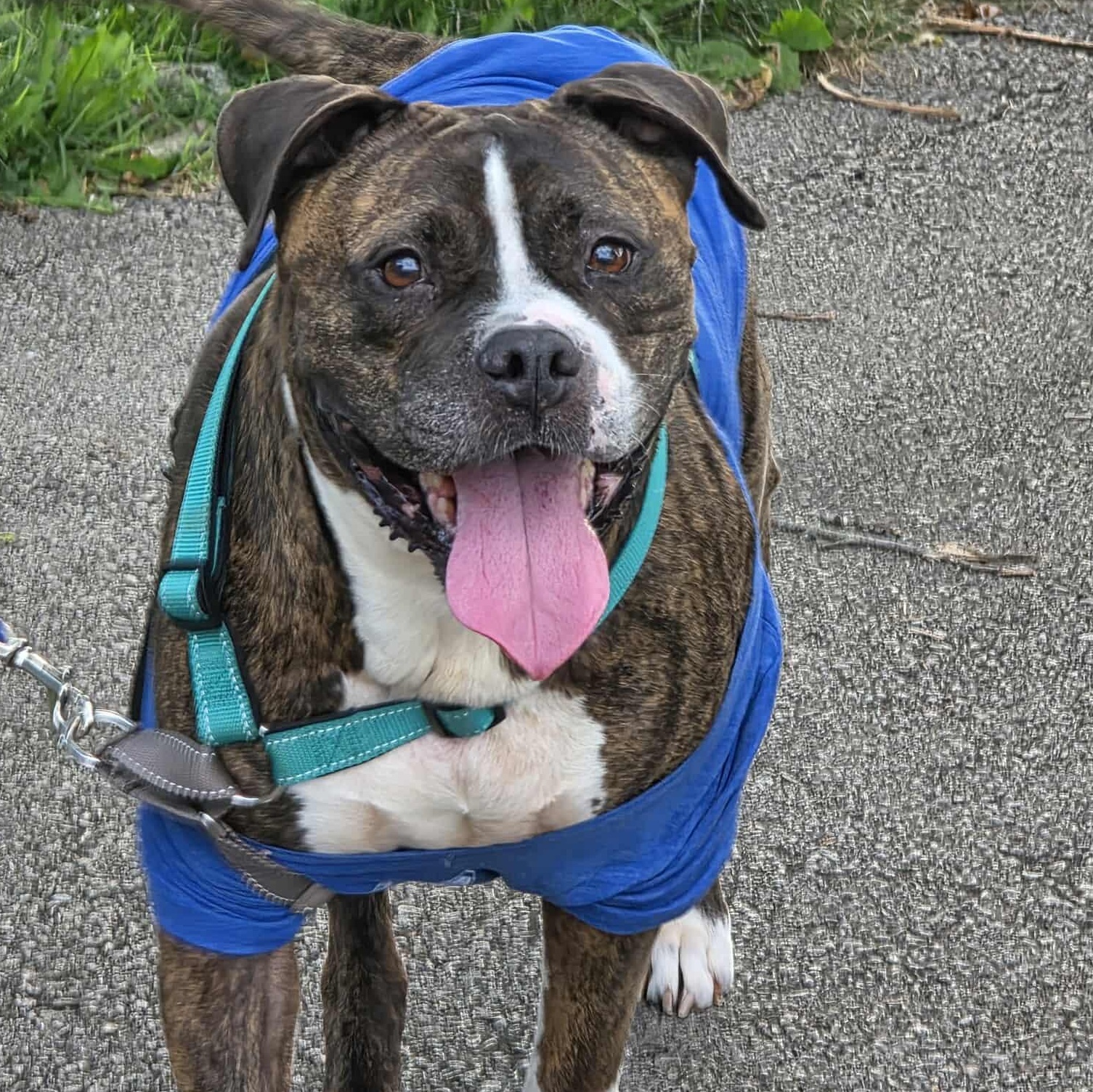 Daphne, Senior Female Boxer