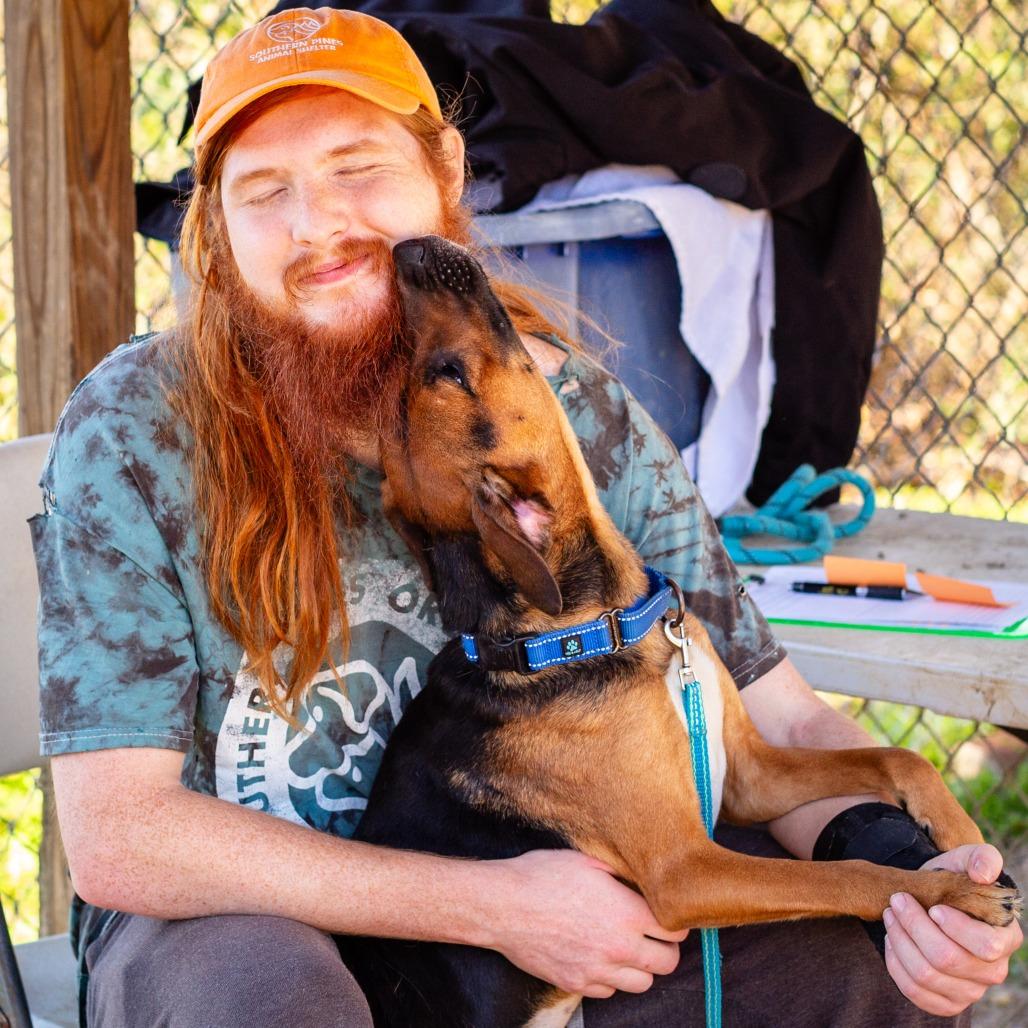 Butterfly, Adoptable, Young Female German Shepherd Dog & Hound.