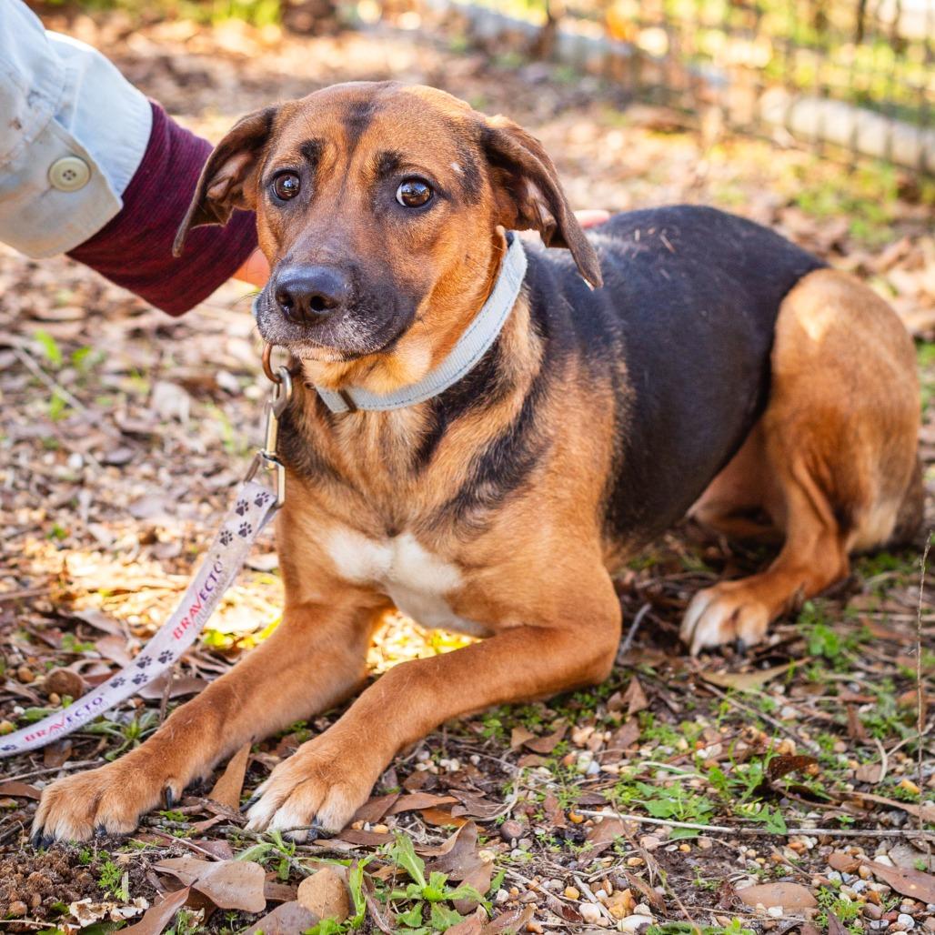 Butterfly, a Adoptable mixed breed in Hattiesburg, MS image 1/2