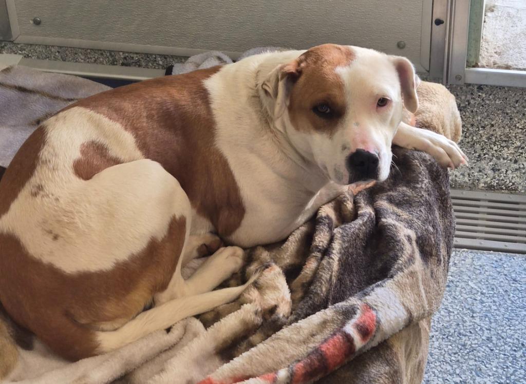 Cheifey, Adoptable, Young Female Terrier.