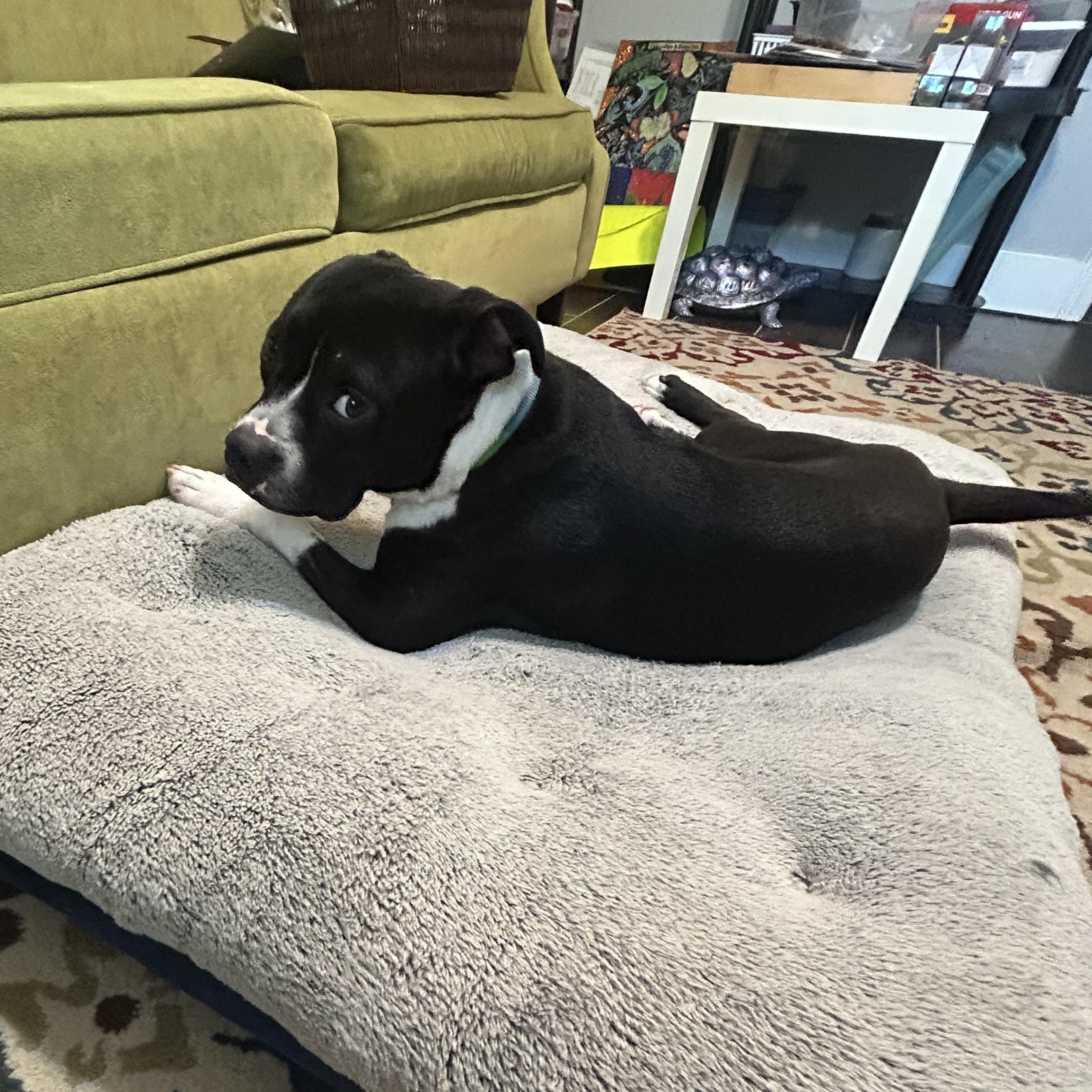 Enlarge Bandit, a Adoptable mixed breed in Atlanta, GA image 3/5