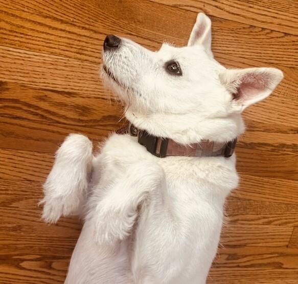 Enlarge Stevie Nicks, a Adoptable mixed breed in Van Nuys, CA image 1/6