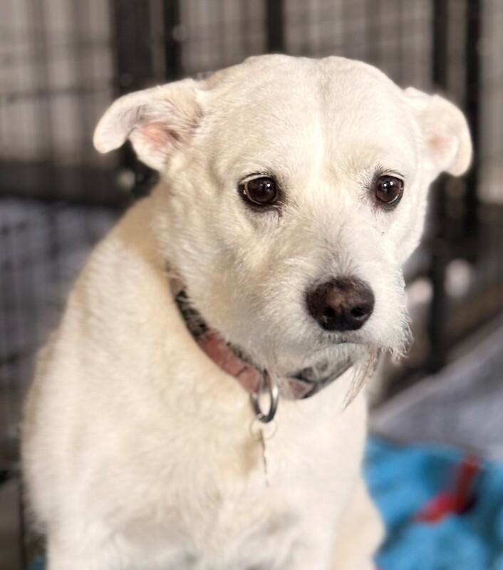 Stevie Nicks, Adoptable, Adult Female Terrier & Mixed Breed.