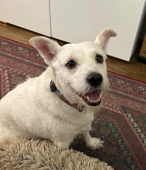 Enlarge Stevie Nicks, a Adoptable mixed breed in Van Nuys, CA image 6/6