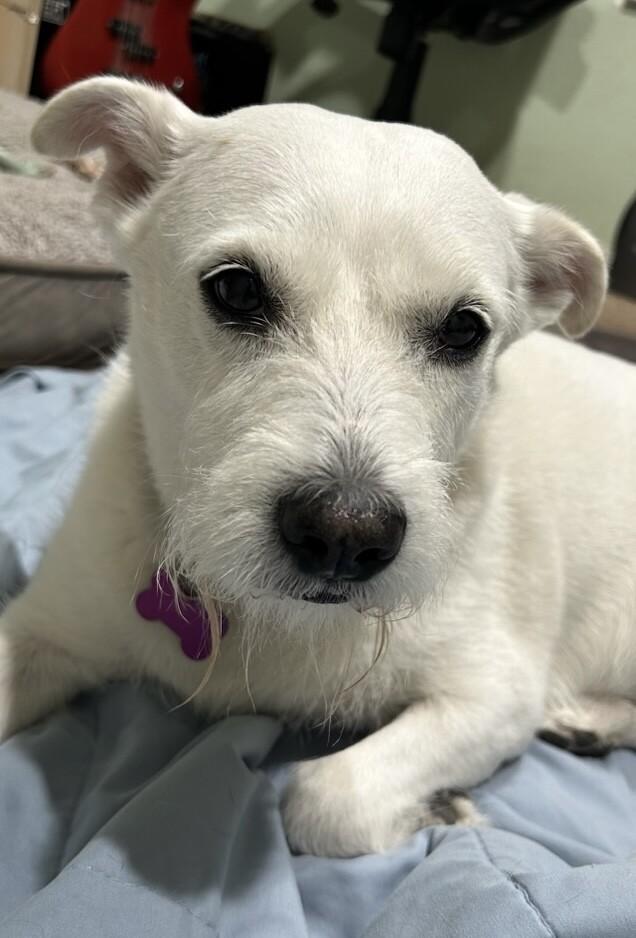 Enlarge Stevie Nicks, a Adoptable mixed breed in Van Nuys, CA image 2/6