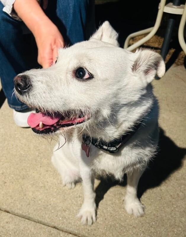 Enlarge Stevie Nicks, a Adoptable mixed breed in Van Nuys, CA image 3/6