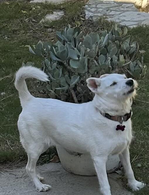 Enlarge Stevie Nicks, a Adoptable mixed breed in Van Nuys, CA image 4/6