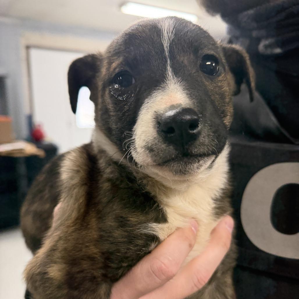 Enlarge Bamm-Bamm, a Adoptable mixed breed in Marion, VA image 1/1