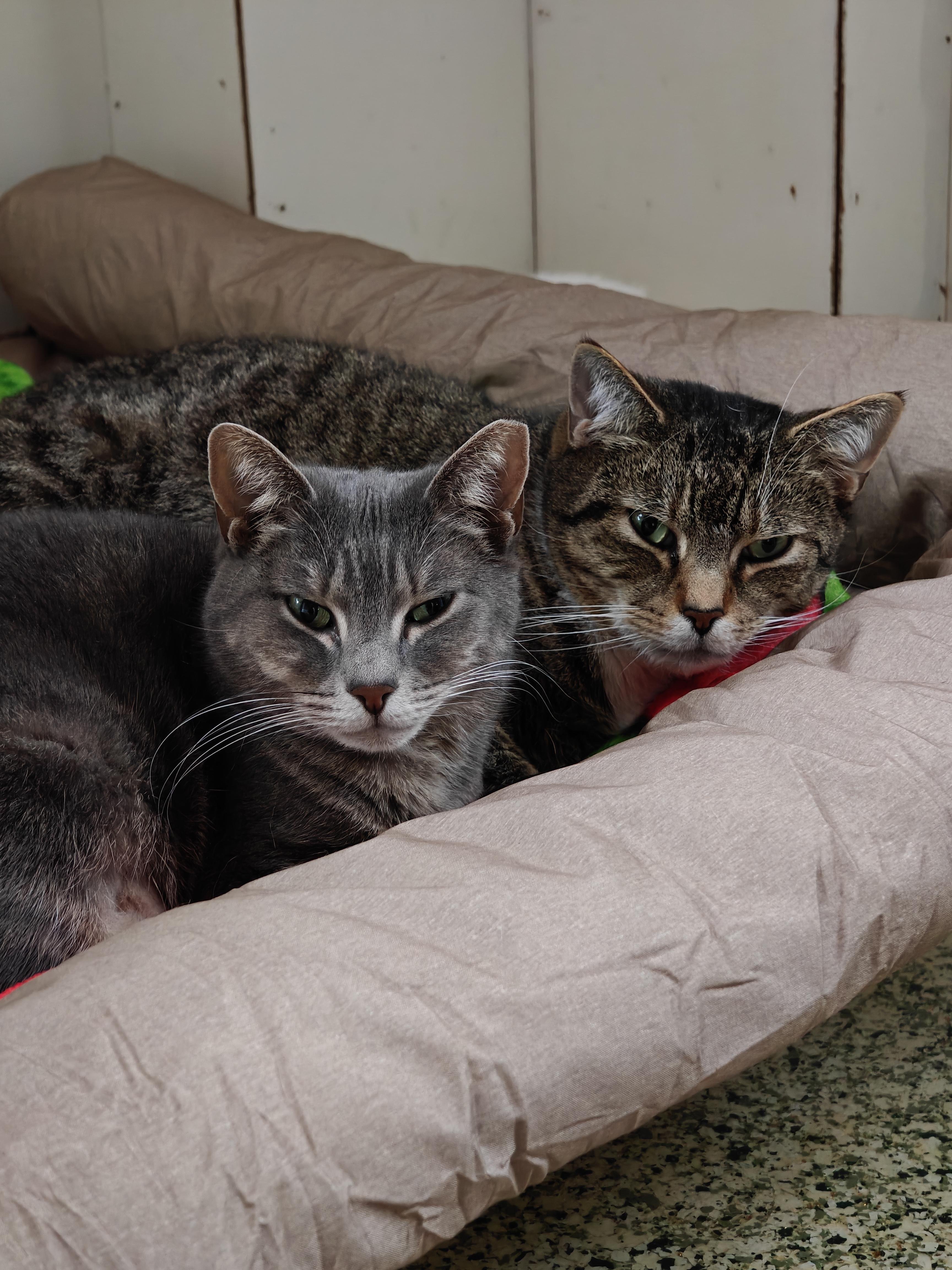 Enlarge Arnie & Trinity (bonded couple), a ADOPTABLE Tabby in New Britain, CT image 1/6
