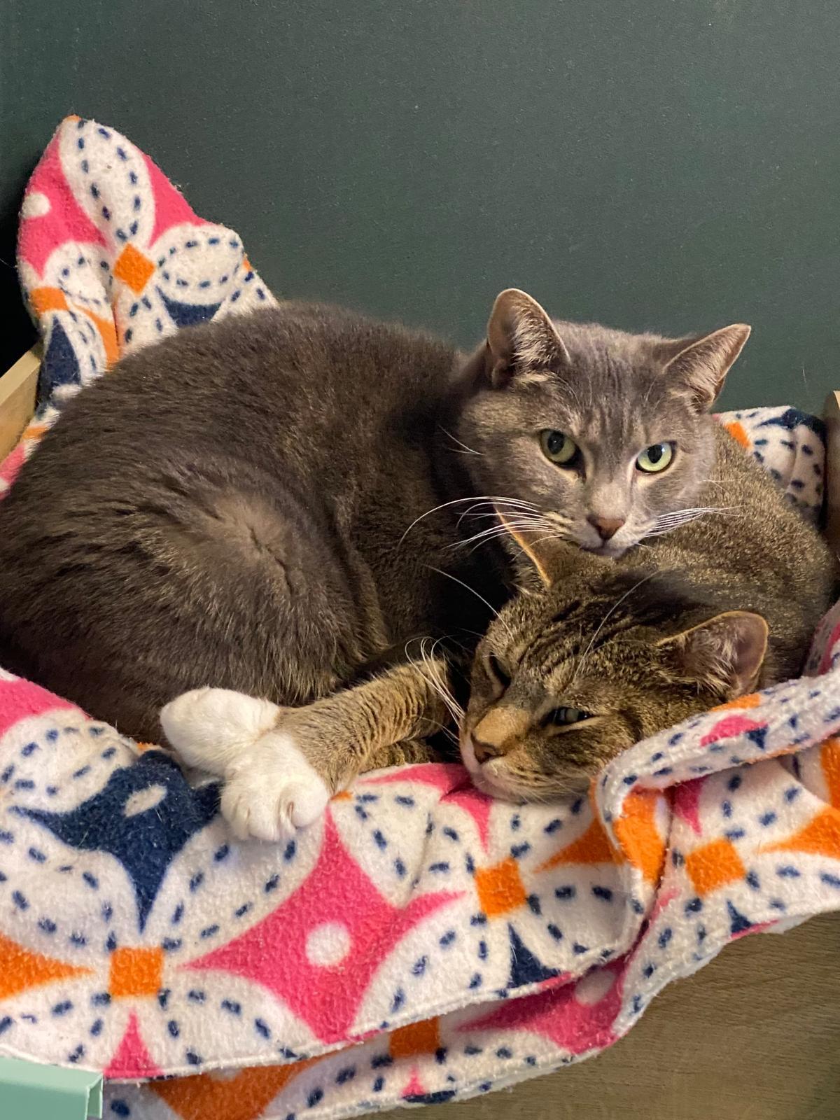 Enlarge Arnie & Trinity (bonded couple), a ADOPTABLE Tabby in New Britain, CT image 4/6