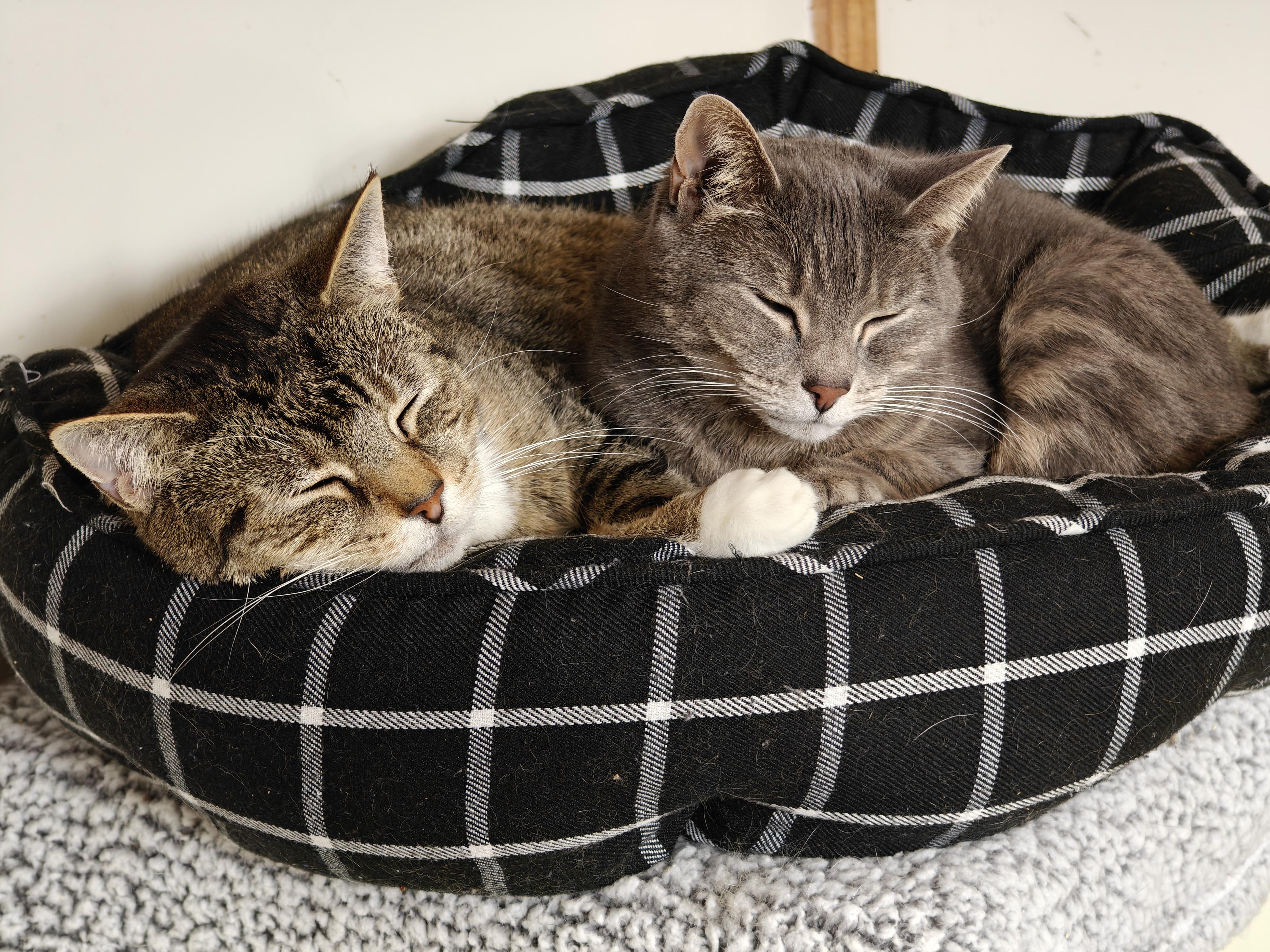 Enlarge Arnie & Trinity (bonded couple), a ADOPTABLE Tabby in New Britain, CT image 5/6