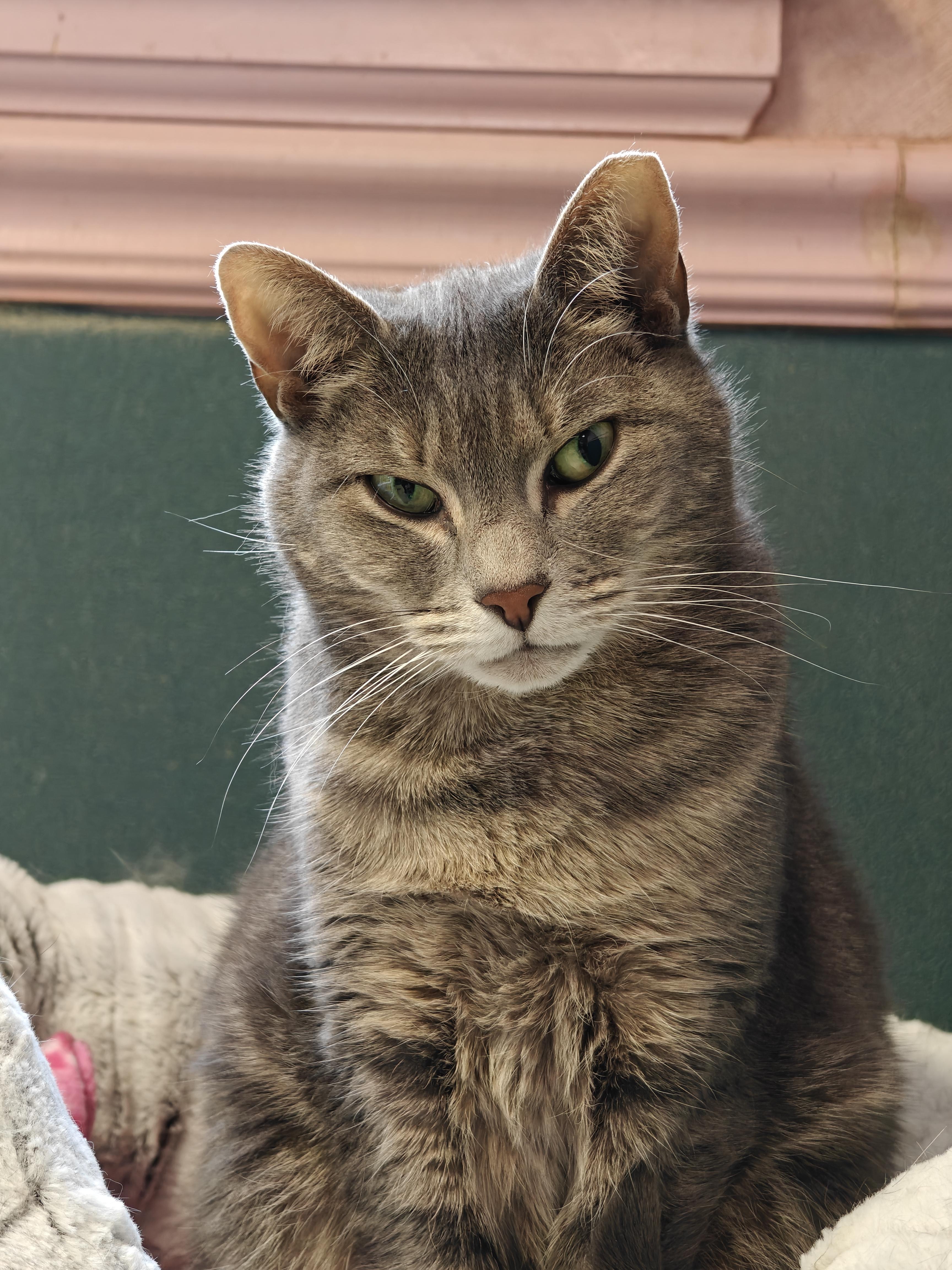 Enlarge Arnie & Trinity (bonded couple), a ADOPTABLE Tabby in New Britain, CT image 3/6