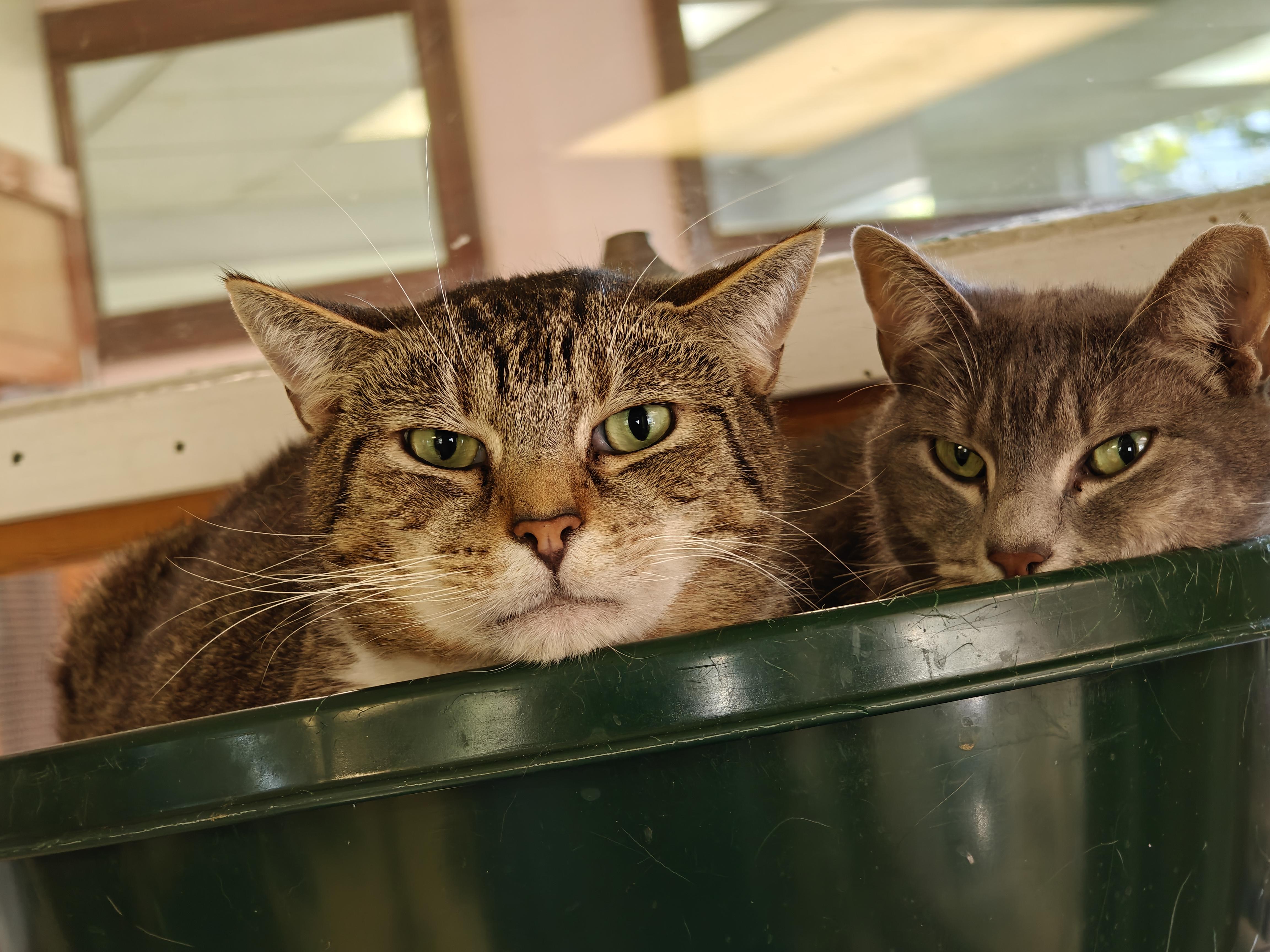 Enlarge Arnie & Trinity (bonded couple), a ADOPTABLE Tabby in New Britain, CT image 6/6