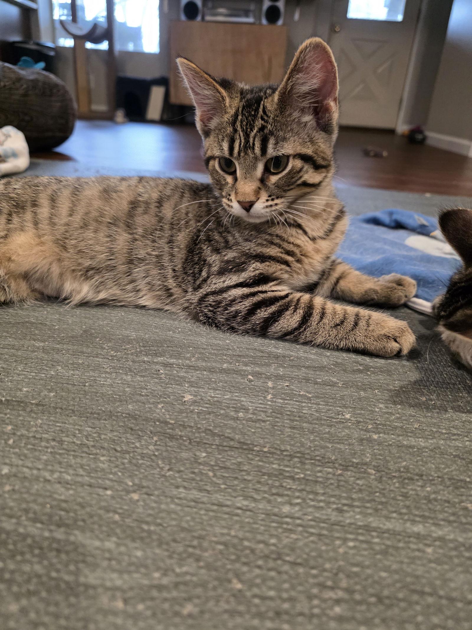 Walnut, Adoptable, Kitten Male Domestic Short Hair.