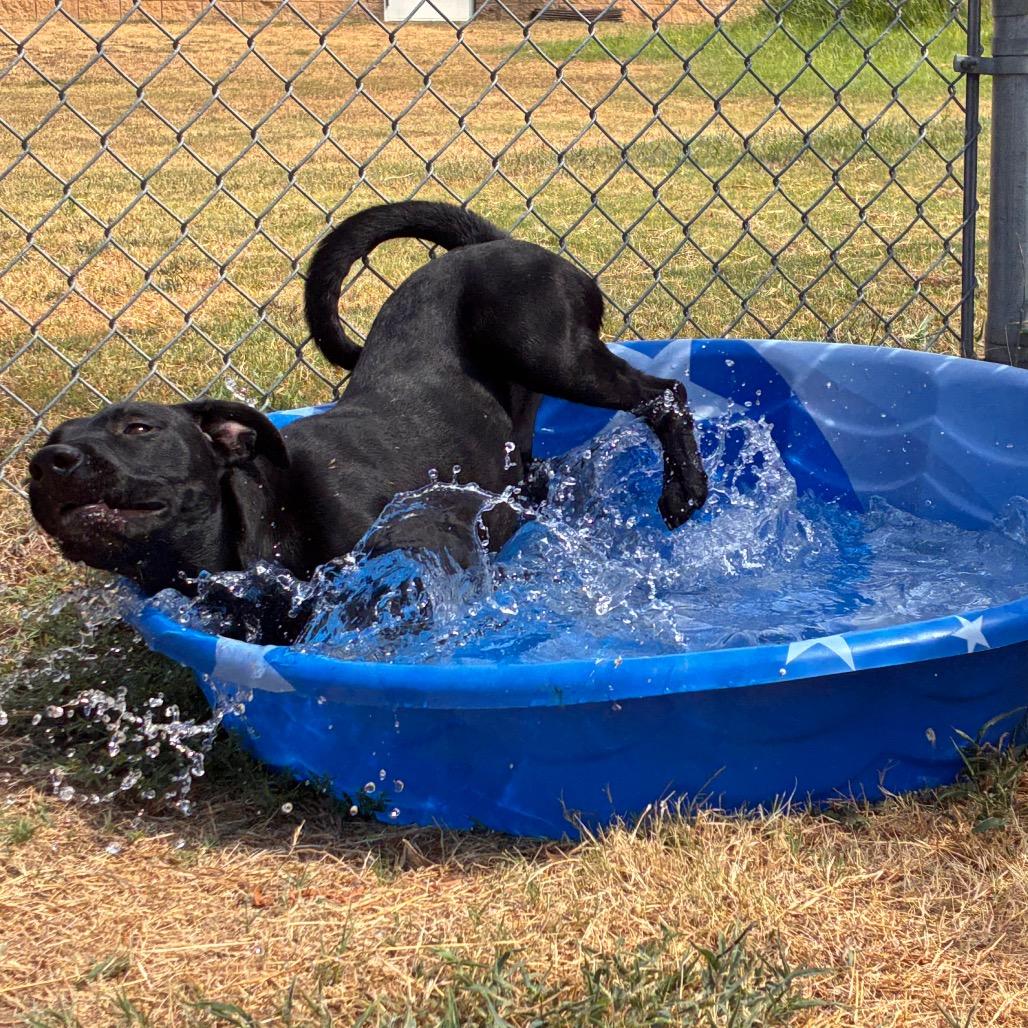 Duke, Adoptable, Young Male Black Labrador Retriever.